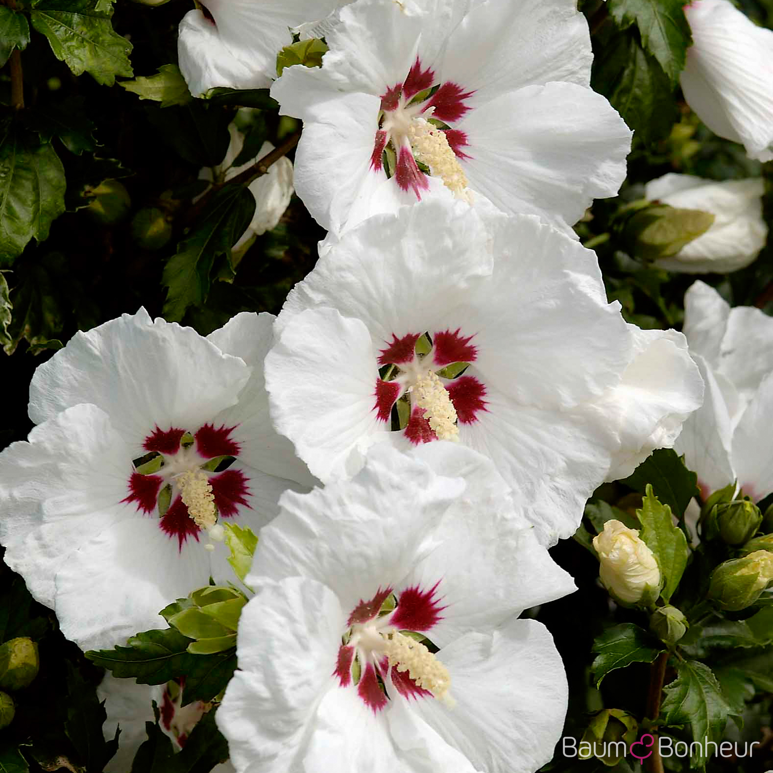 Hibiscus syriacus 'Red Heart'