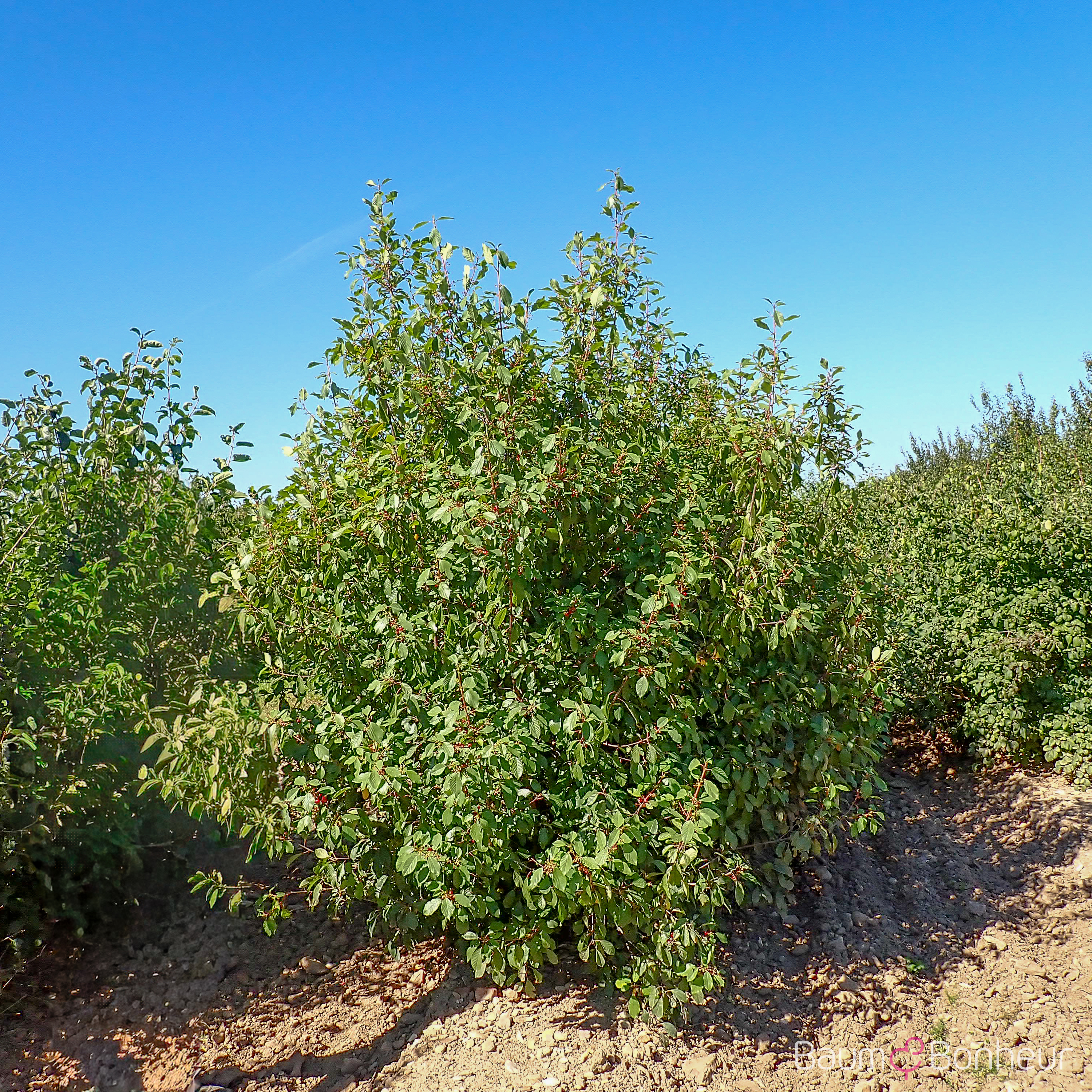 Rhamnus frangula