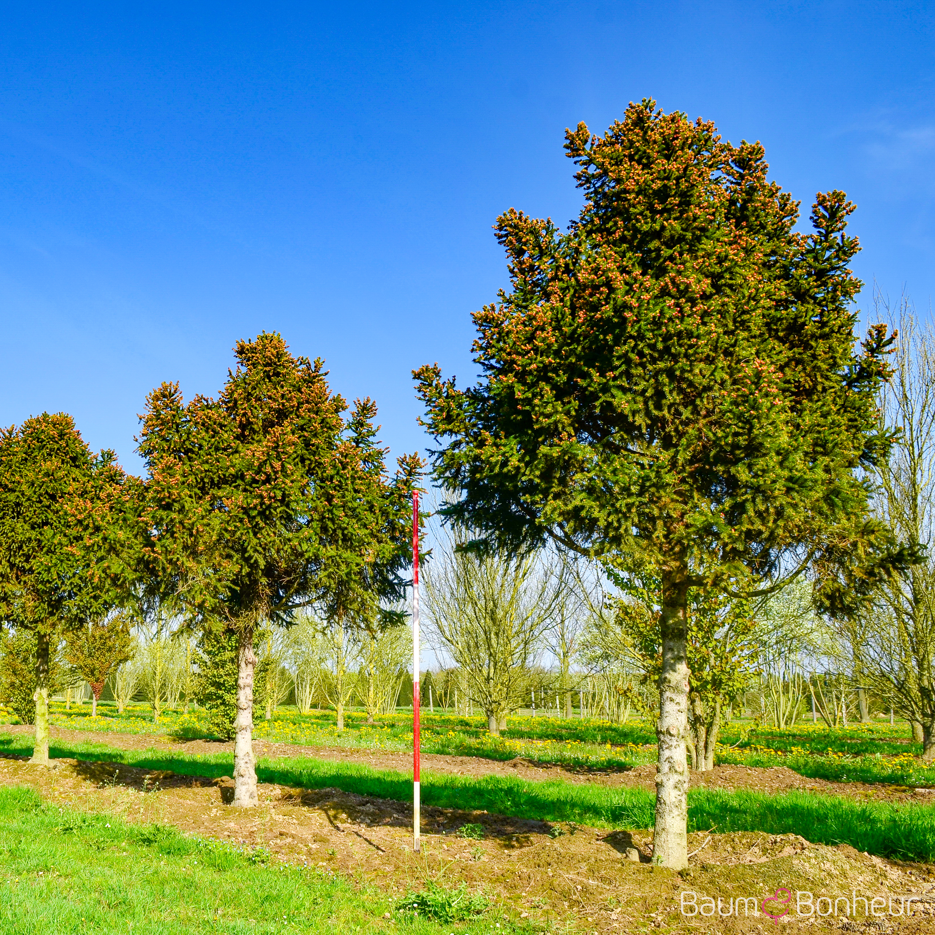 Picea abies 'Pygmaea'