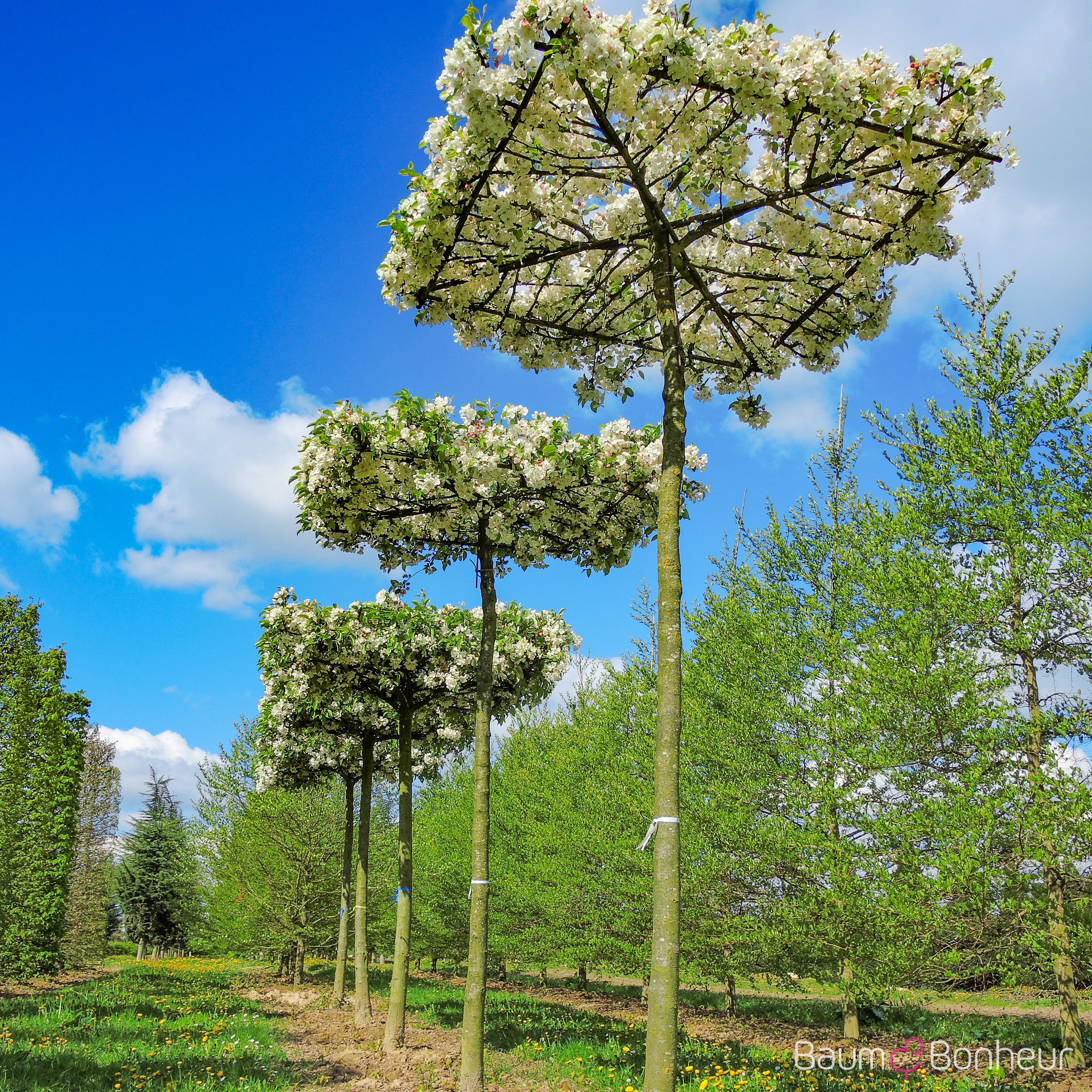Malus 'Evereste'®