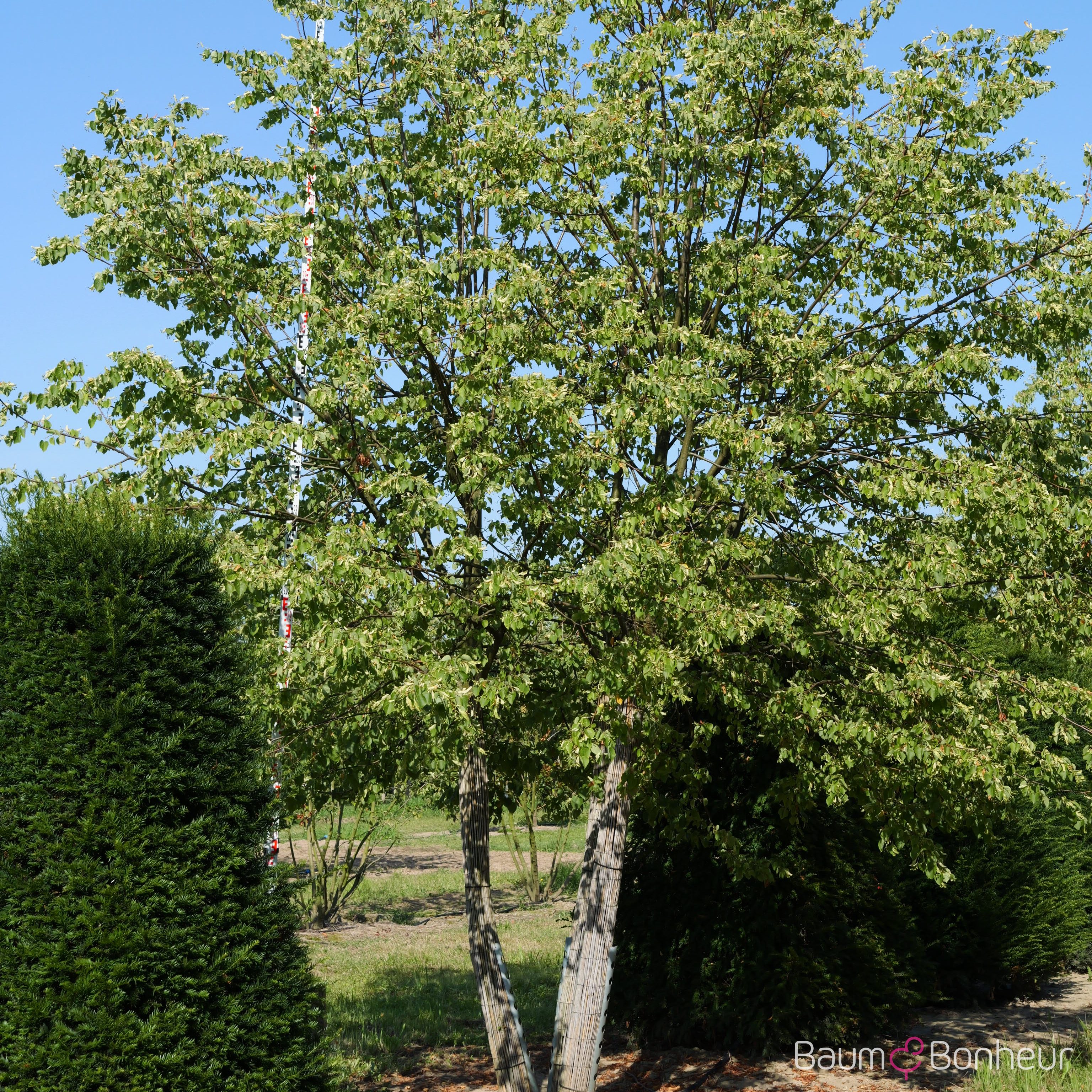 Tilia cordata 'Dila' -S-