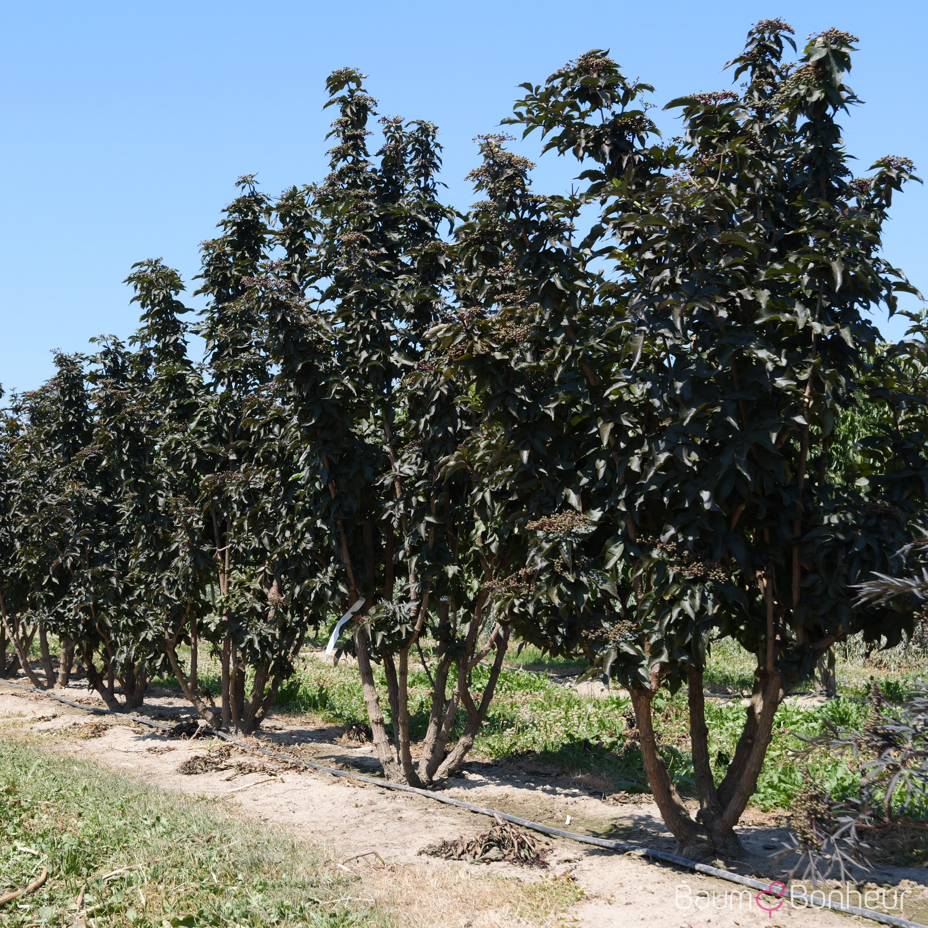 Sambucus nigra 'Black Tower' -R-