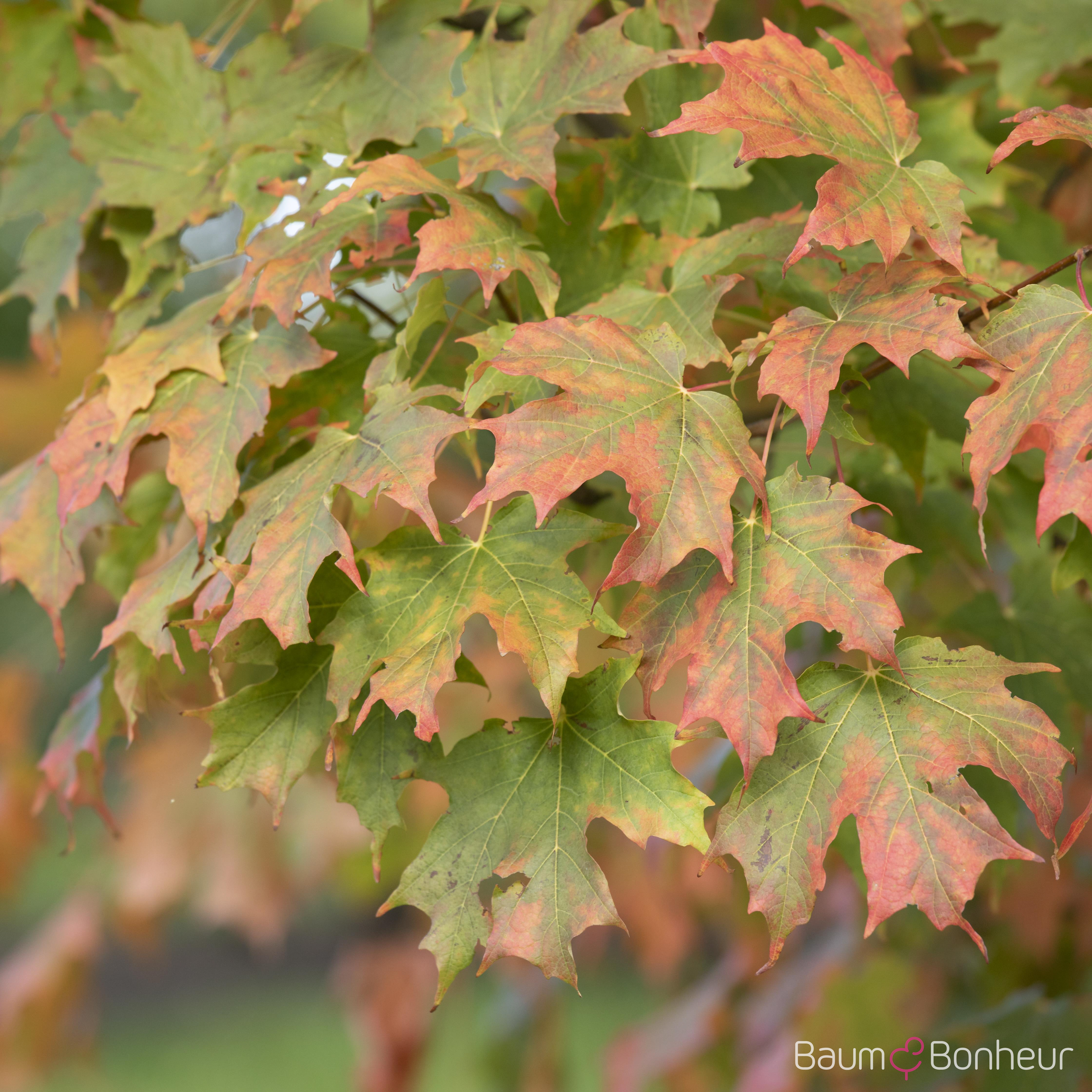 Acer saccharum