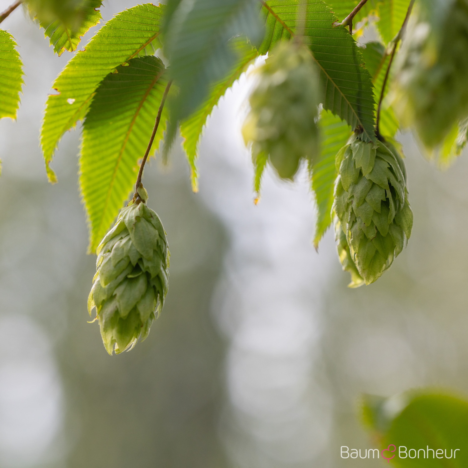 Carpinus japonica