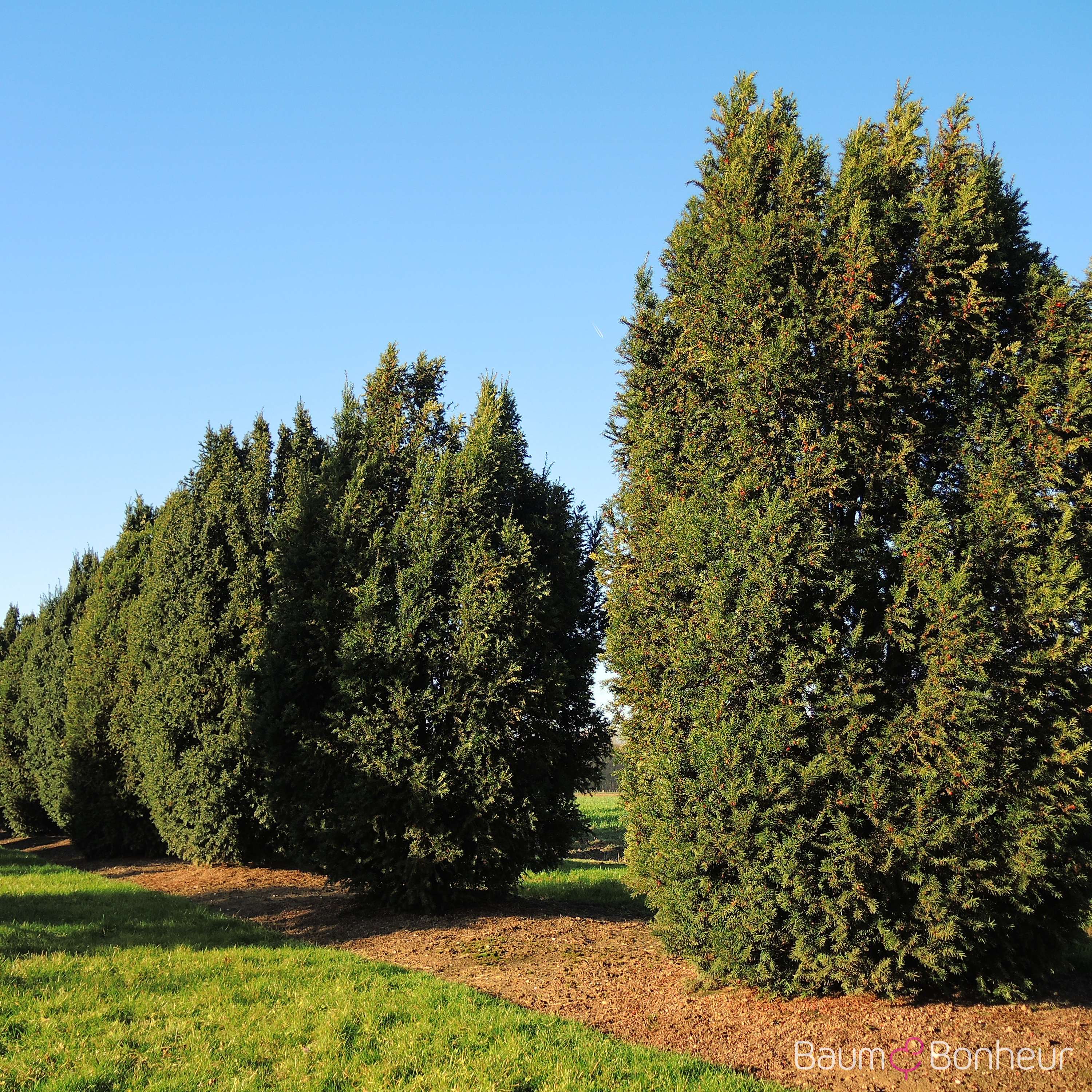 Taxus baccata 'Overeynderi'