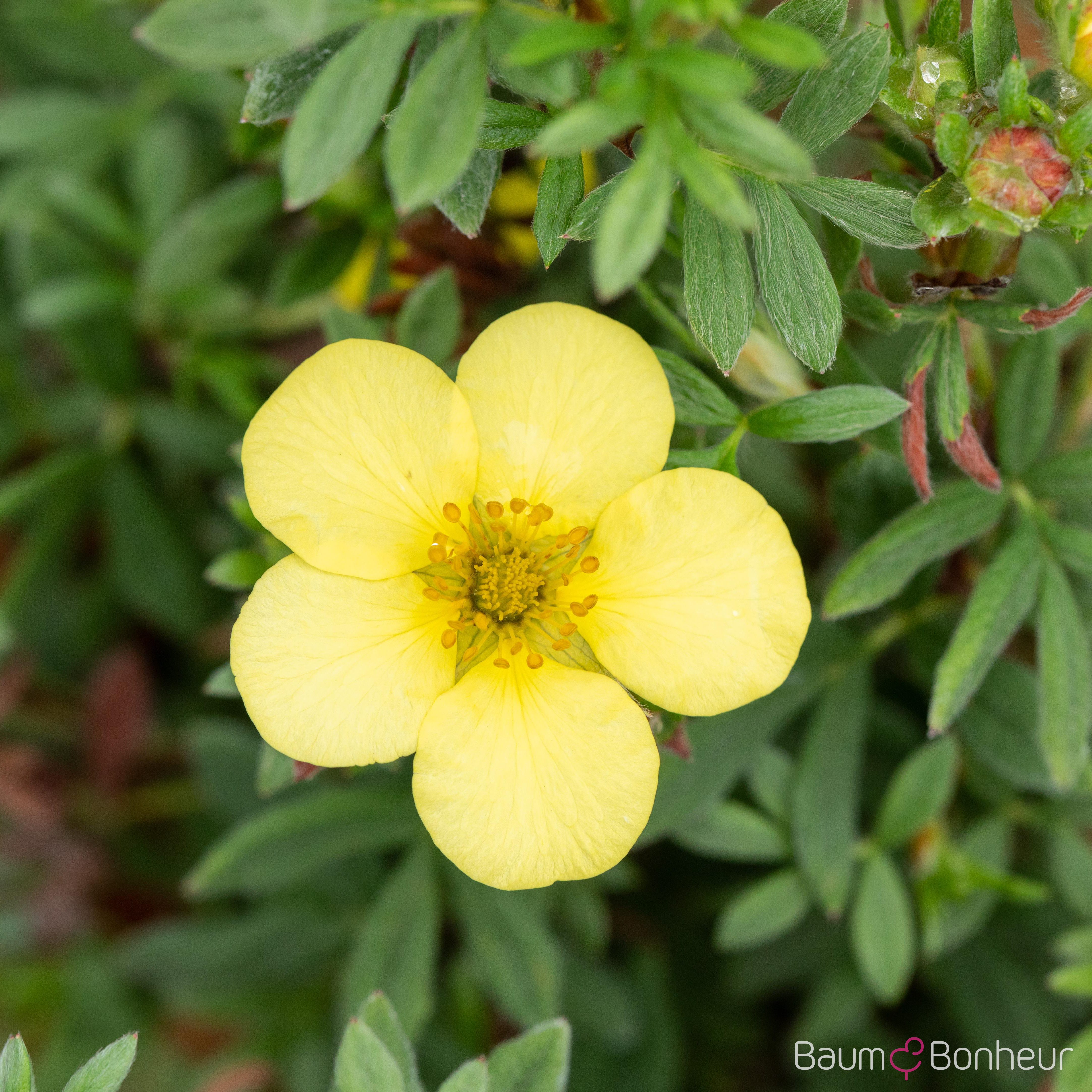Potentilla fruticosa 'Farreri'