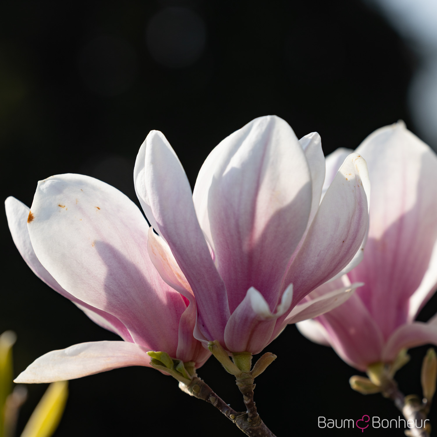 Magnolia soulangeana