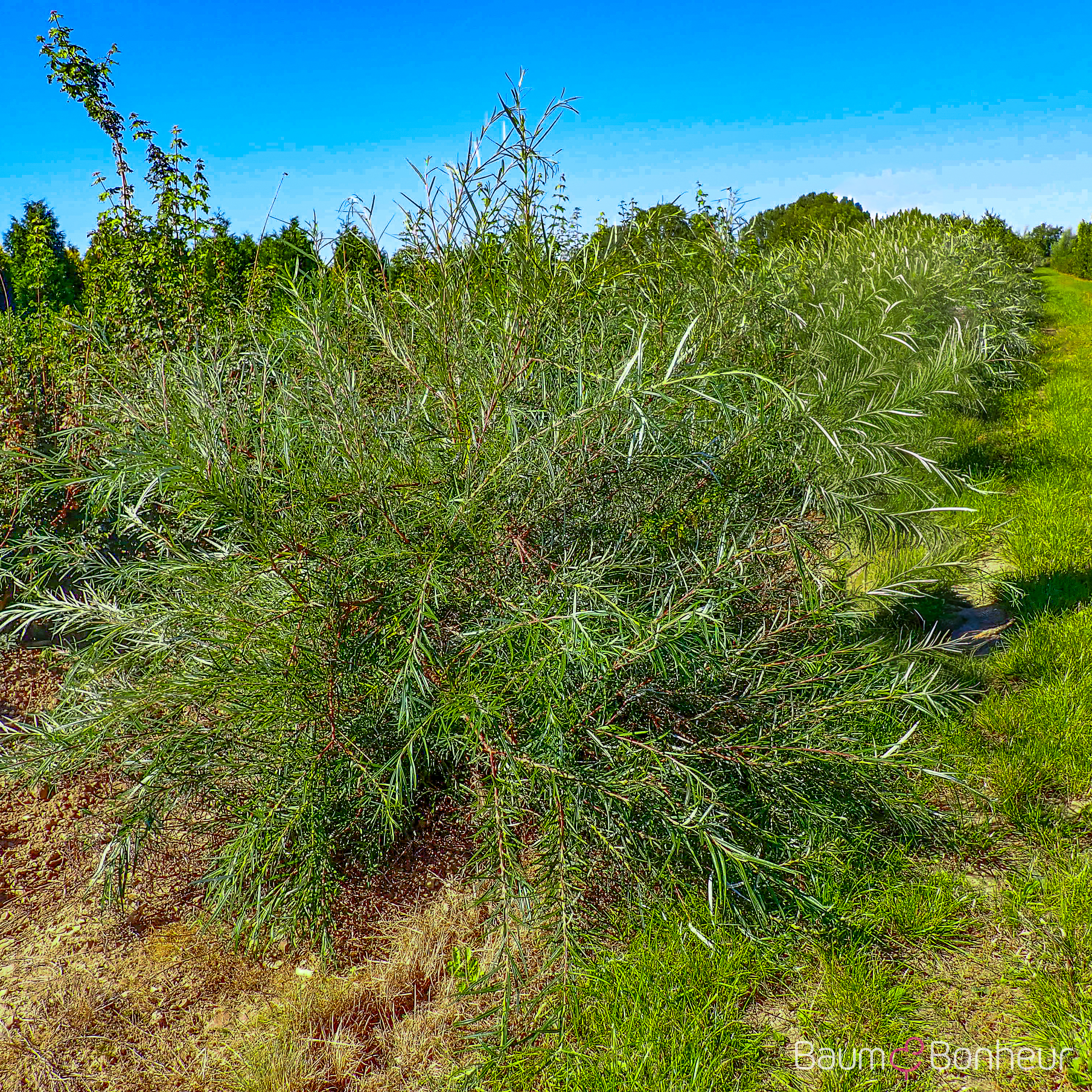 Salix rosmarinifolia