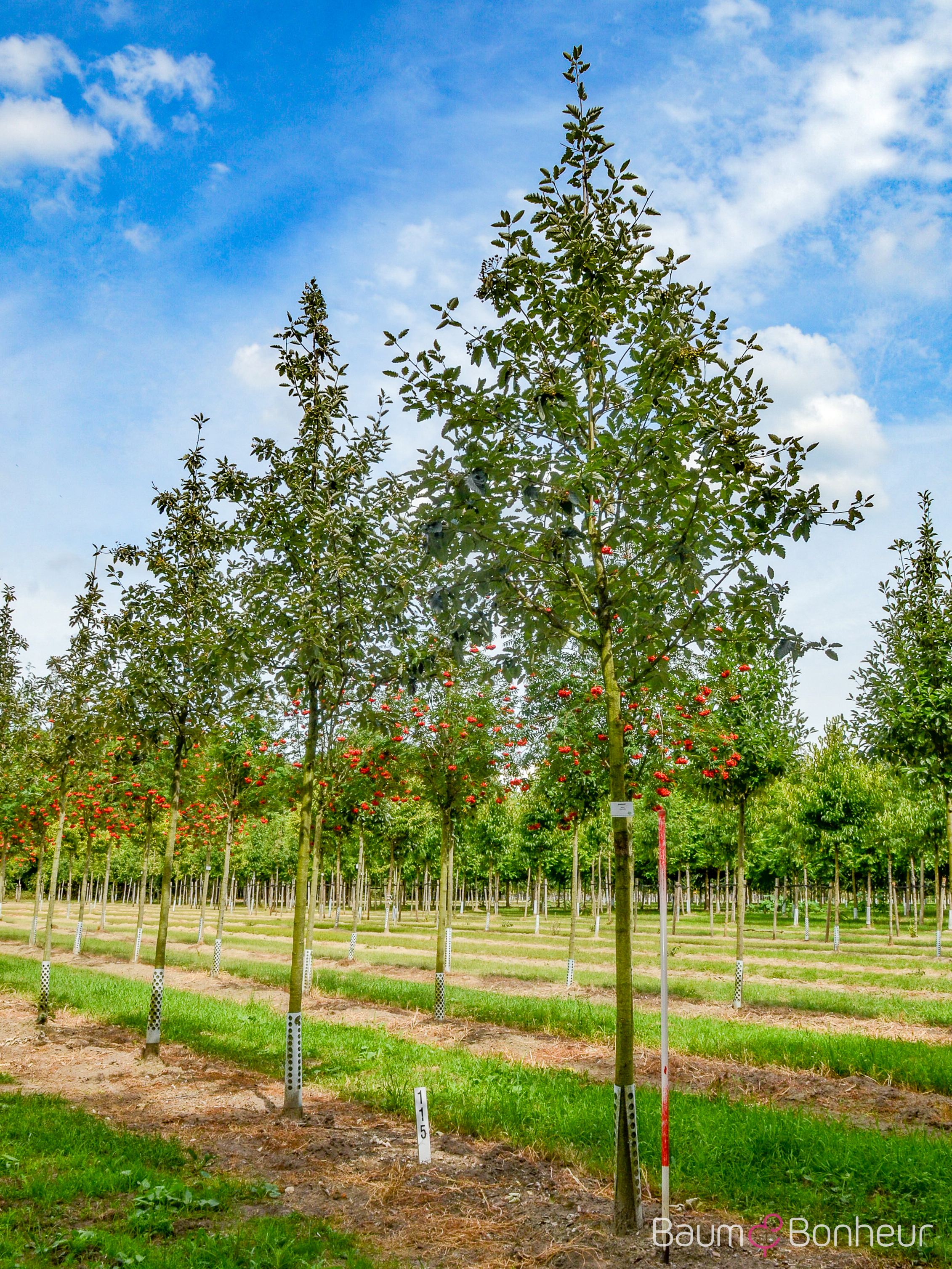Sorbus intermedia