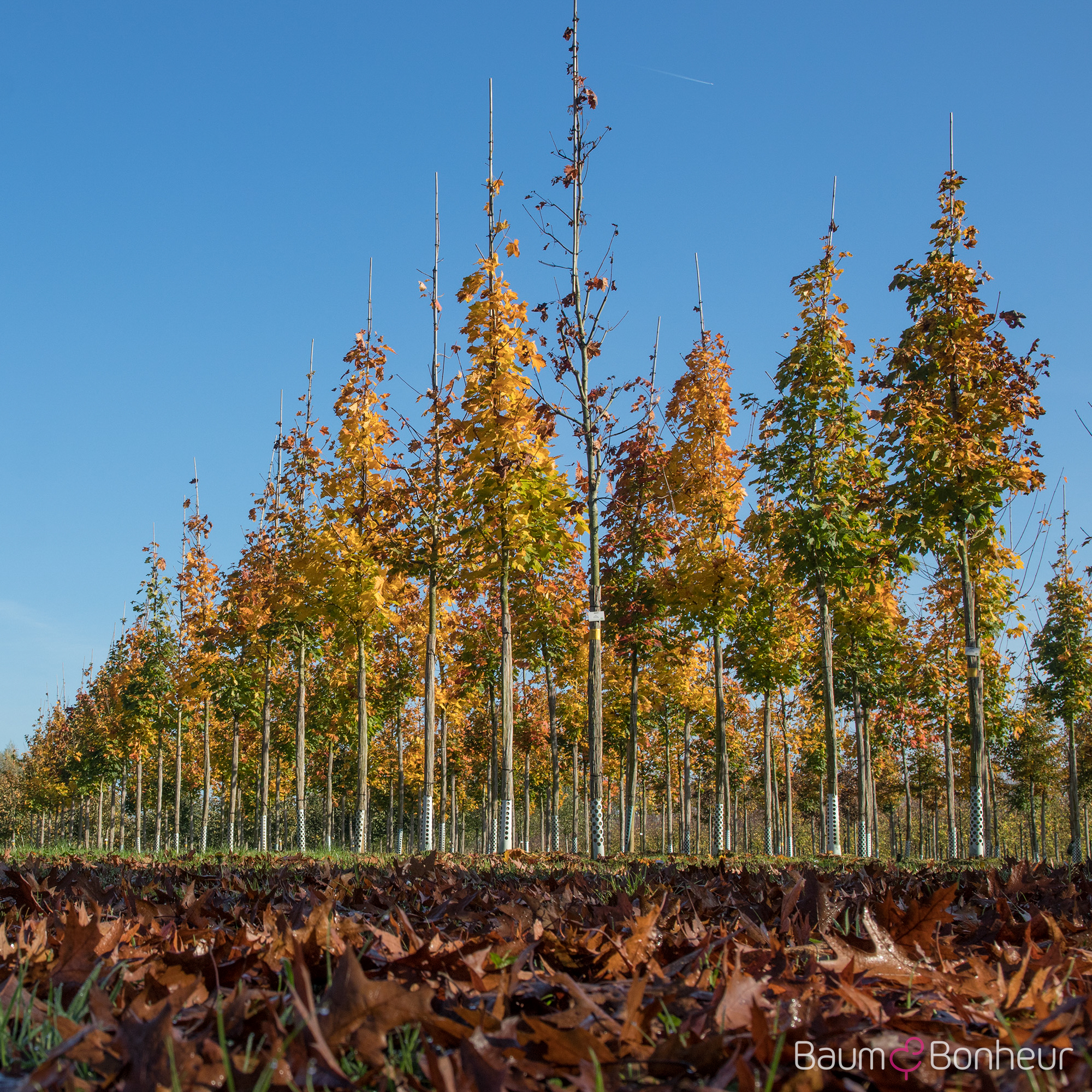 Acer platanoides