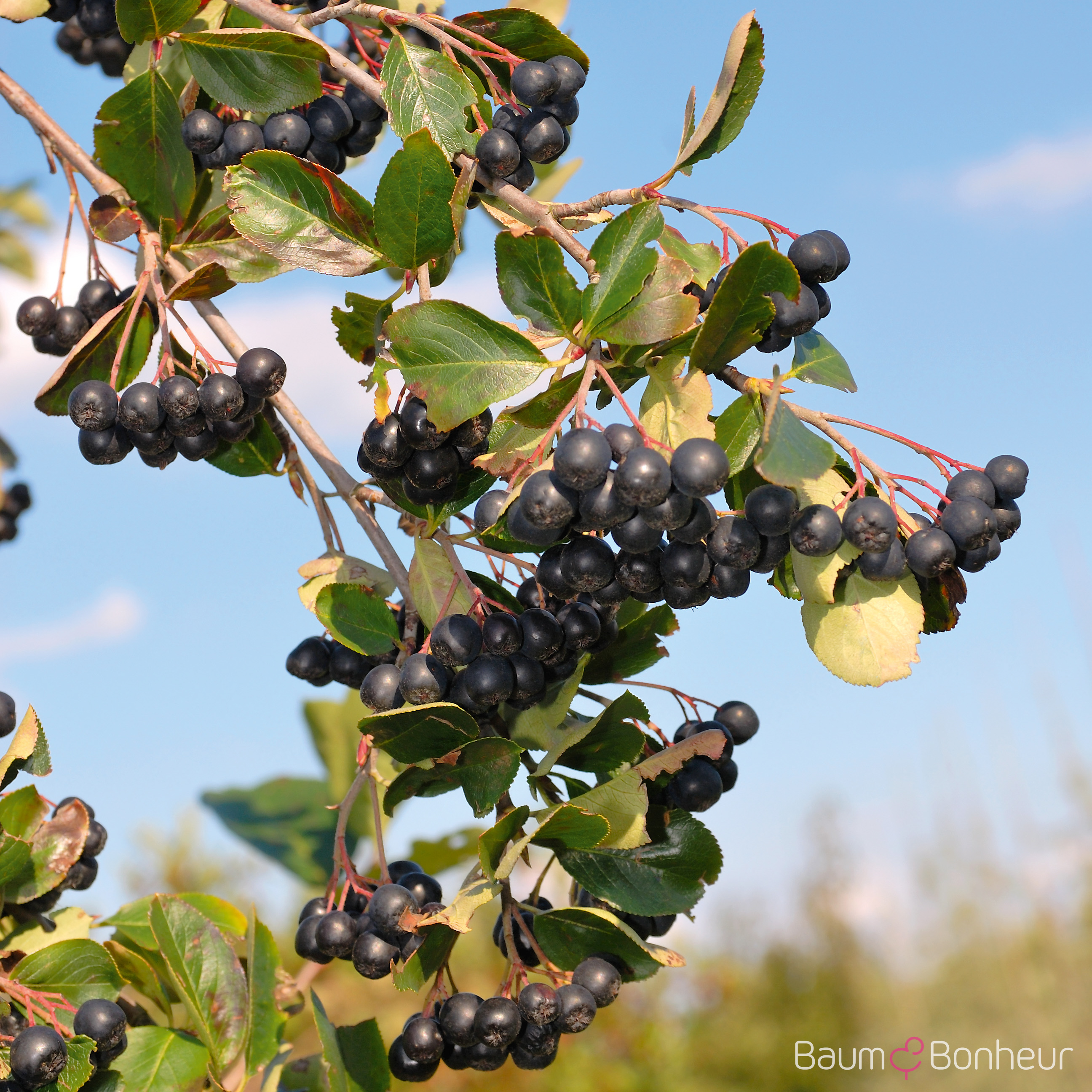 Aronia prunifolia 'Viking'