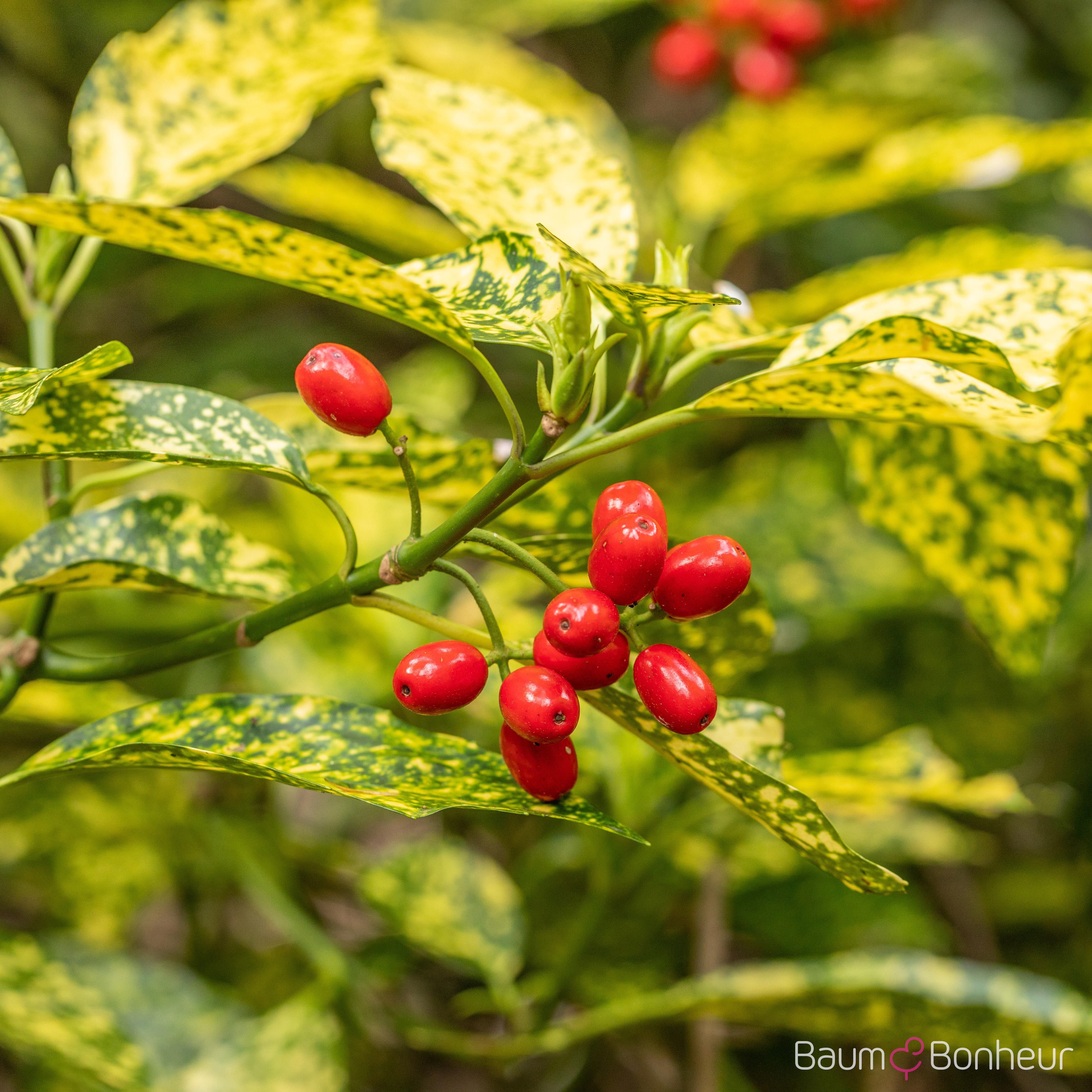 Aucuba japonica 'Variegata'
