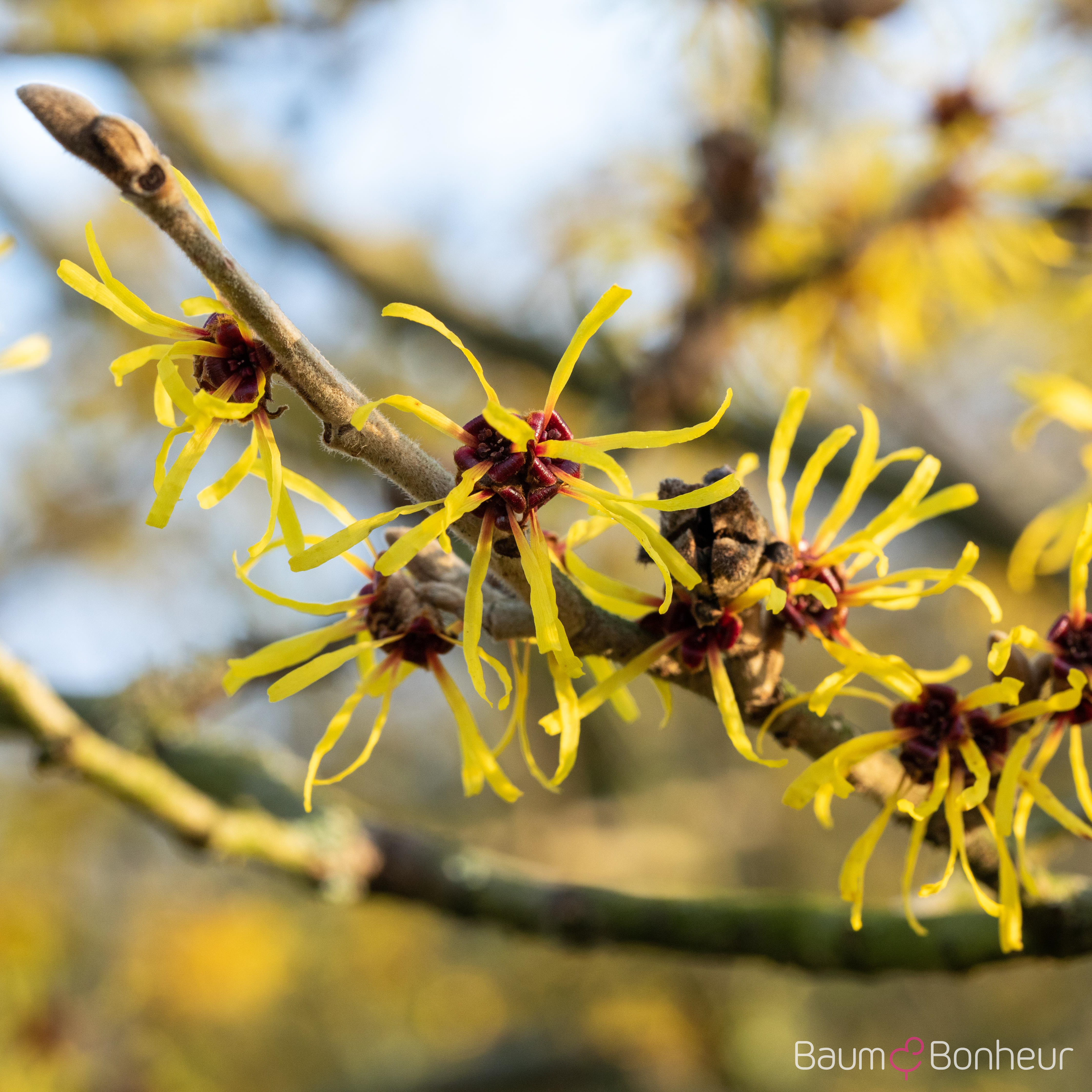 Hamamelis intermedia 'Westerstede'