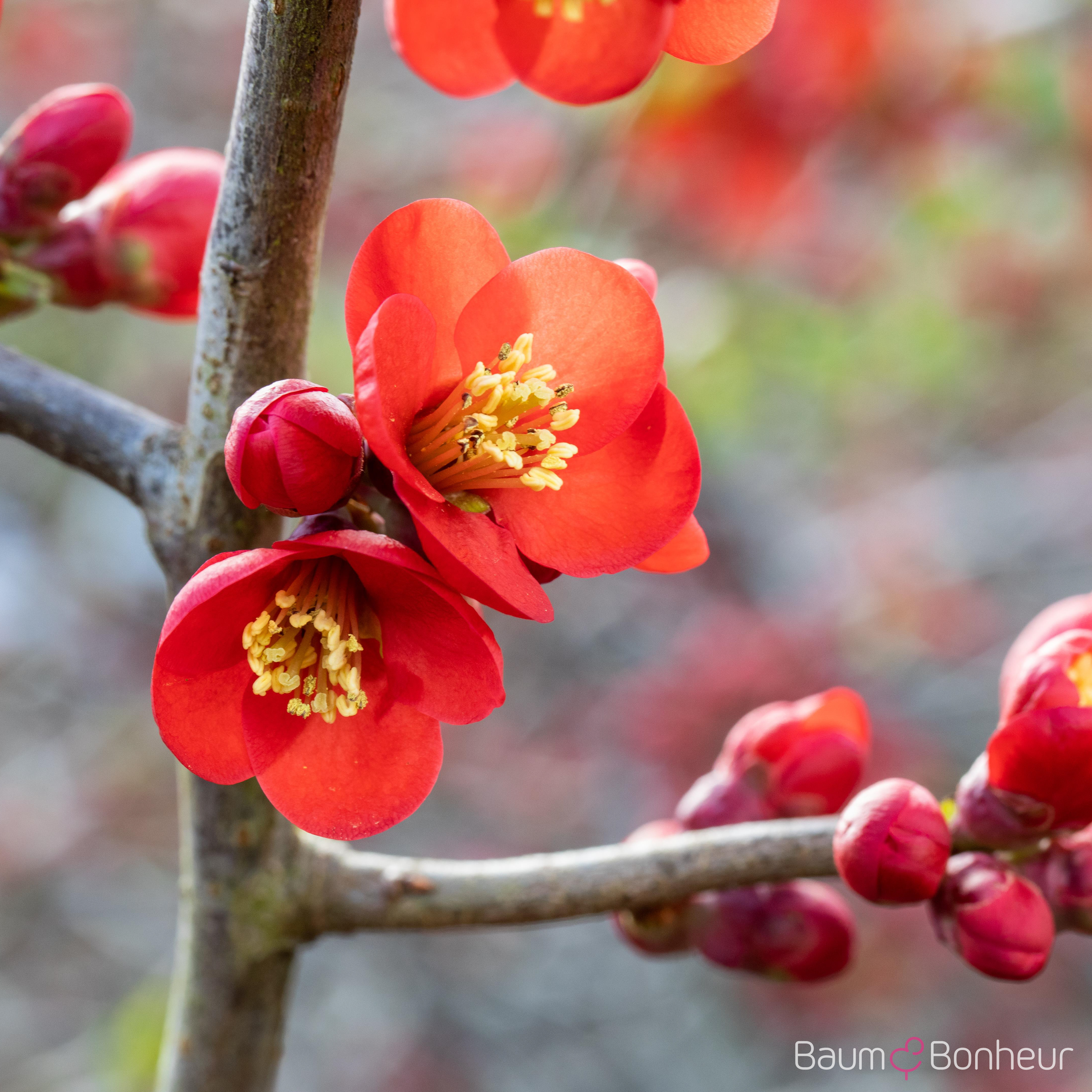 Chaenomeles japonica