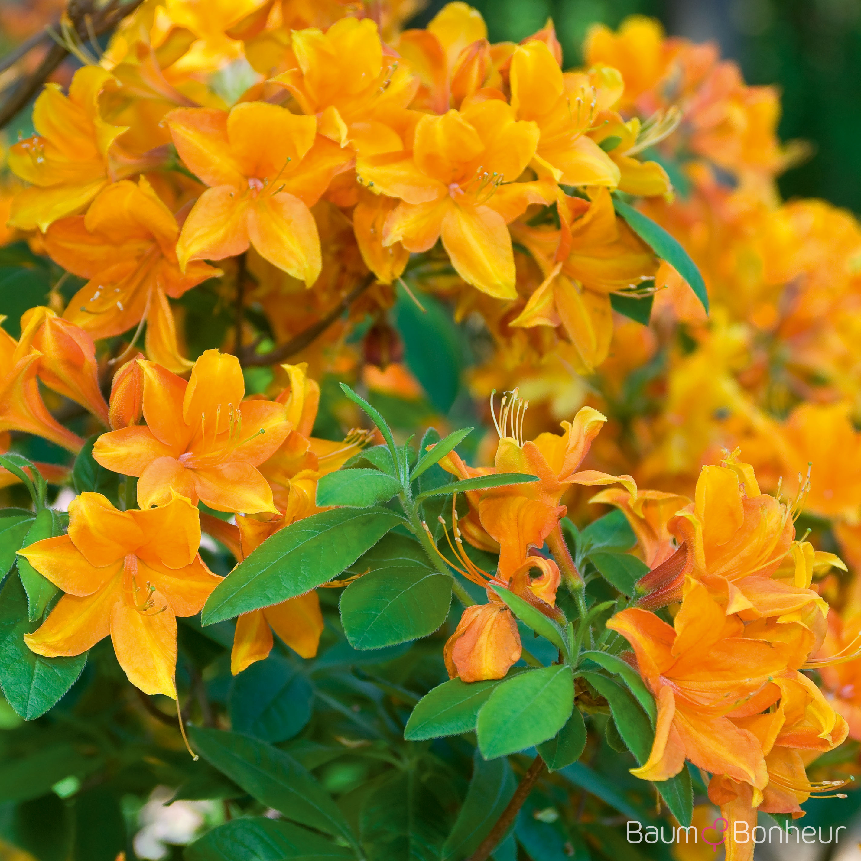 Rhododendron luteum 'Gibraltar'