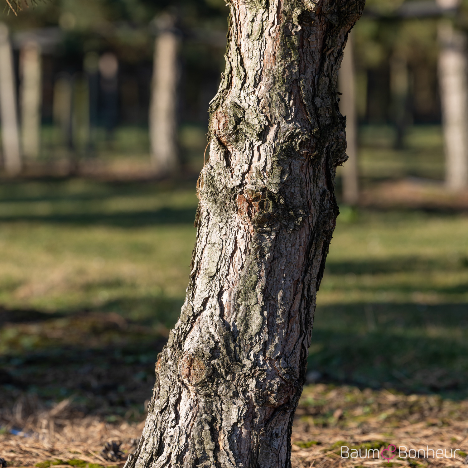 Pinus nigra subsp. nigra