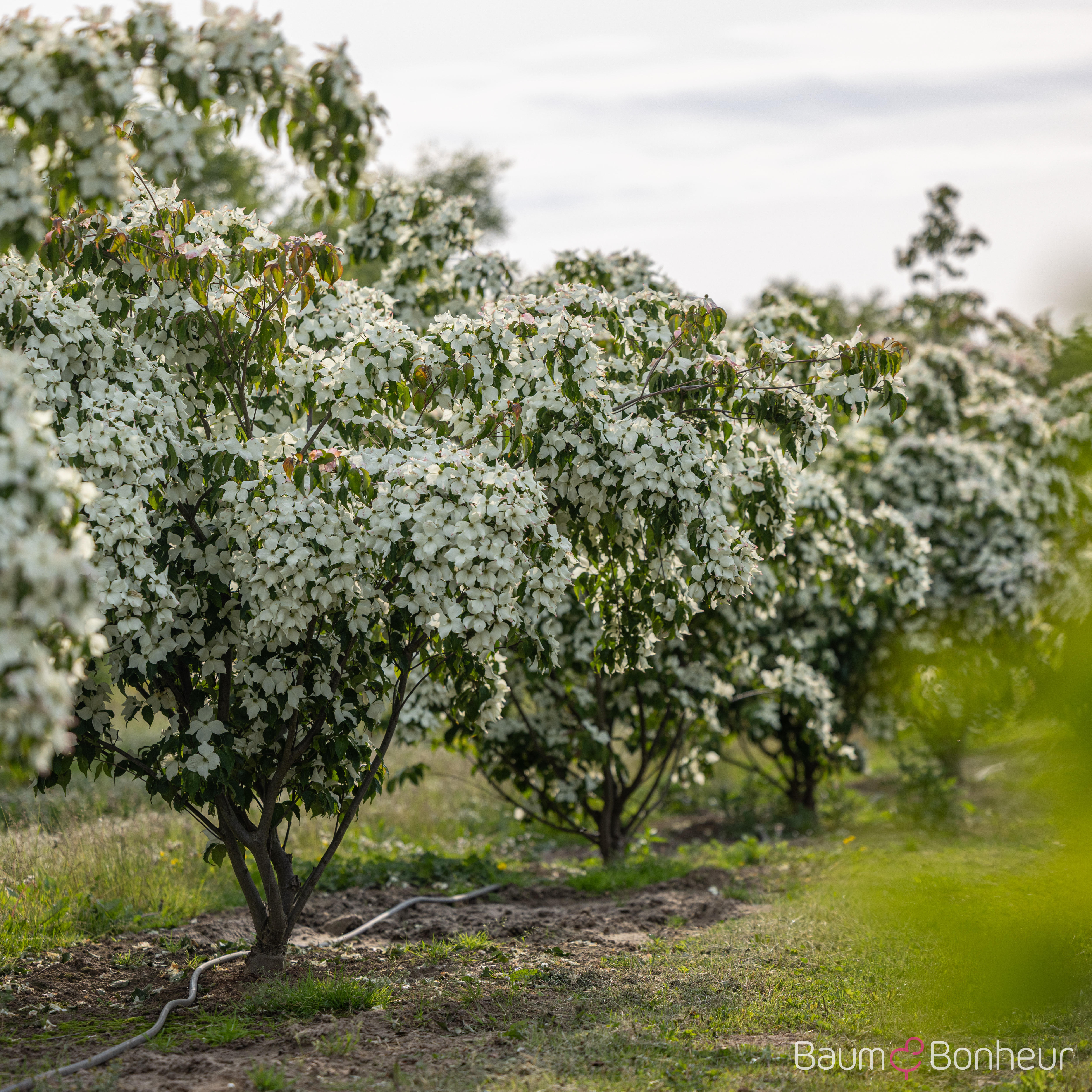 Cornus kousa var. chinensis