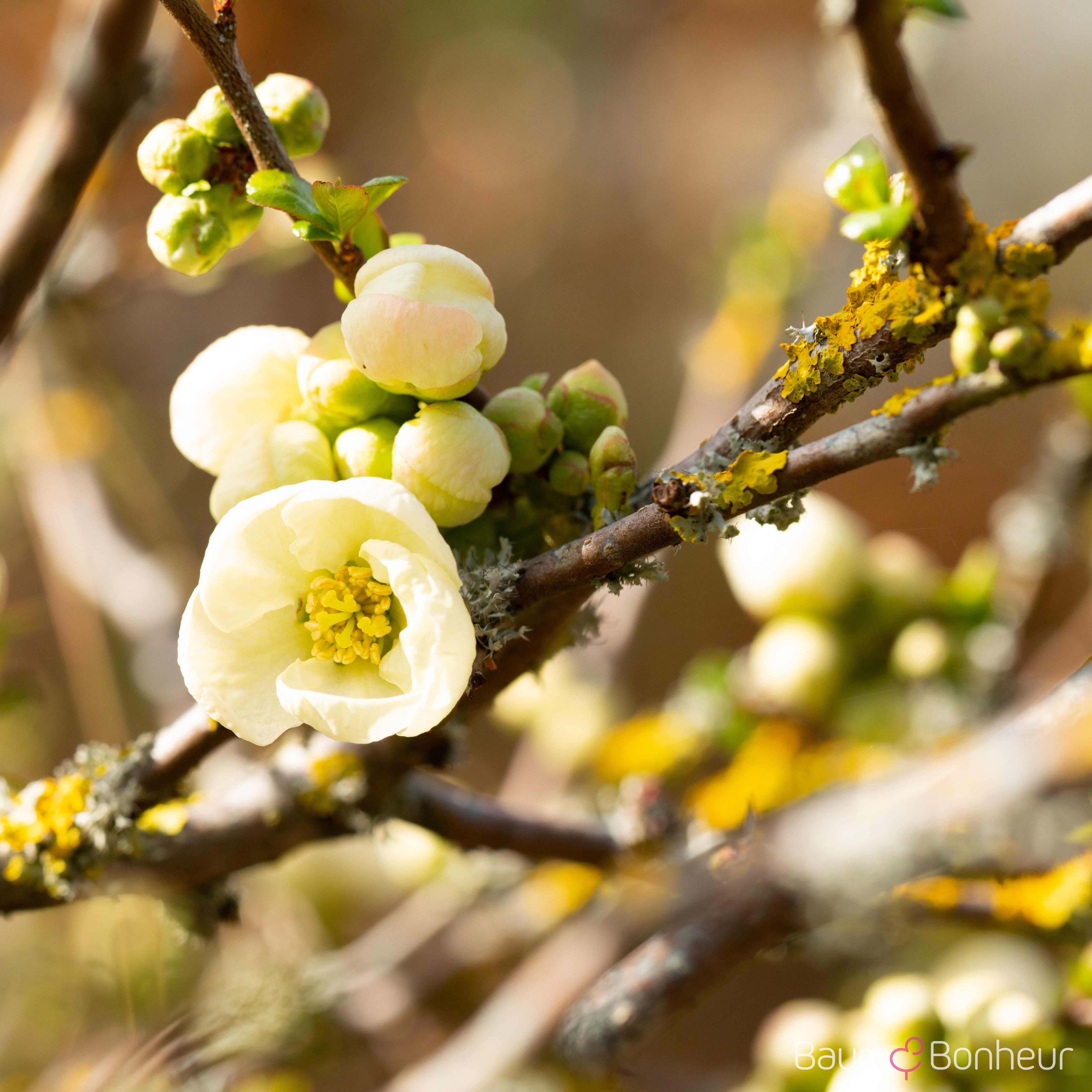 Chaenomeles x superba 'Jet Trail'