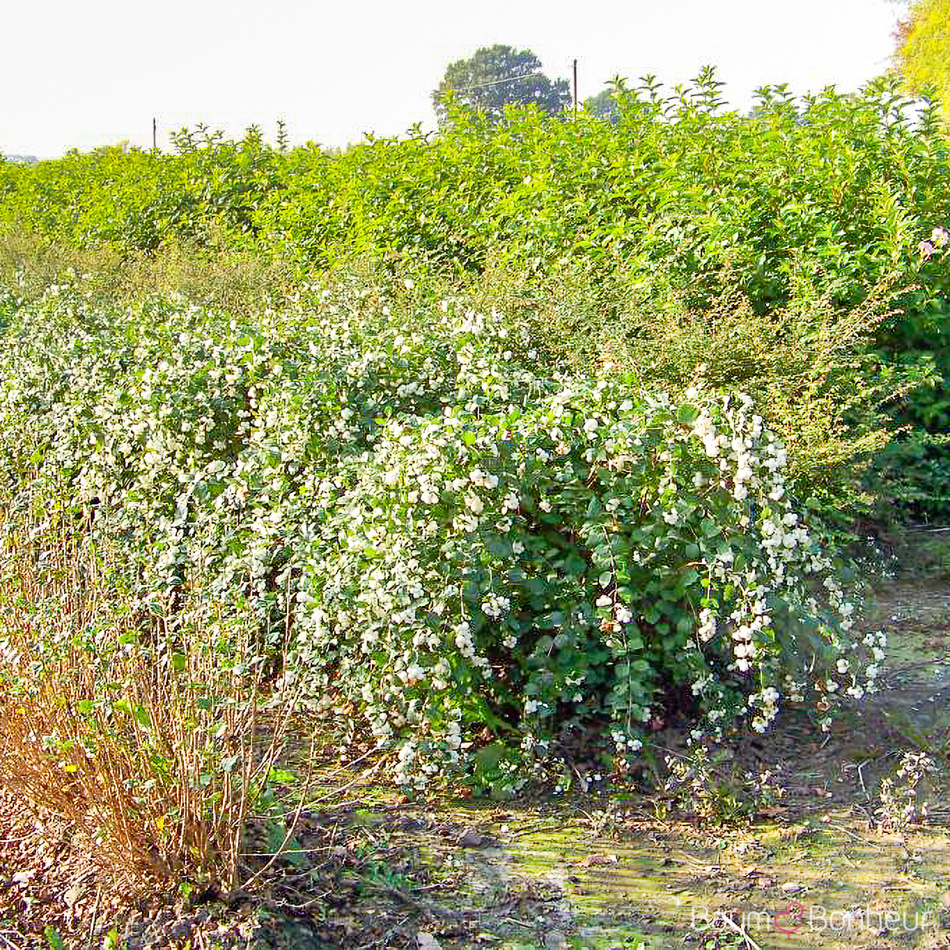 Symphoricarpos x doorenbosii 'White Hedge'