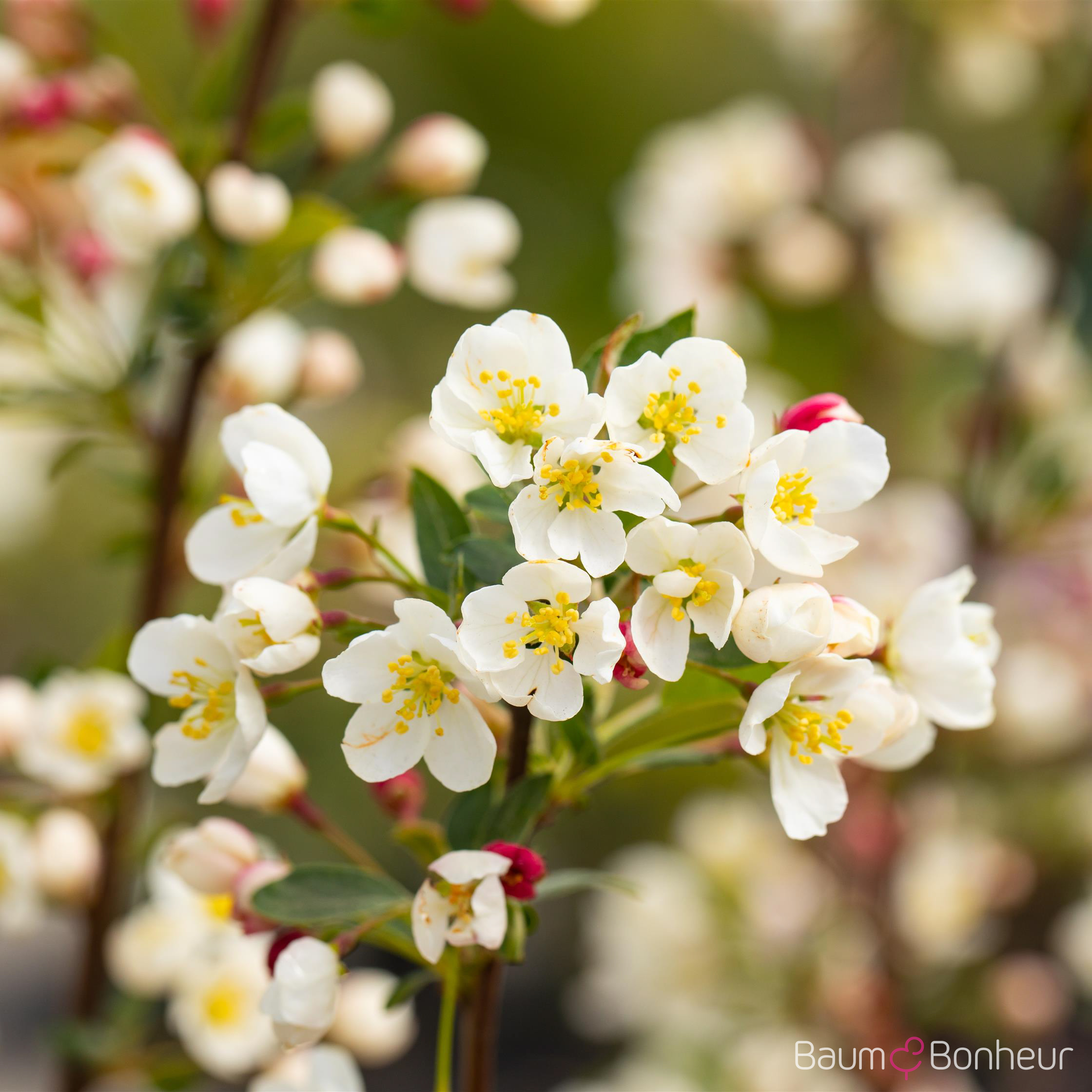 Malus 'Tina'