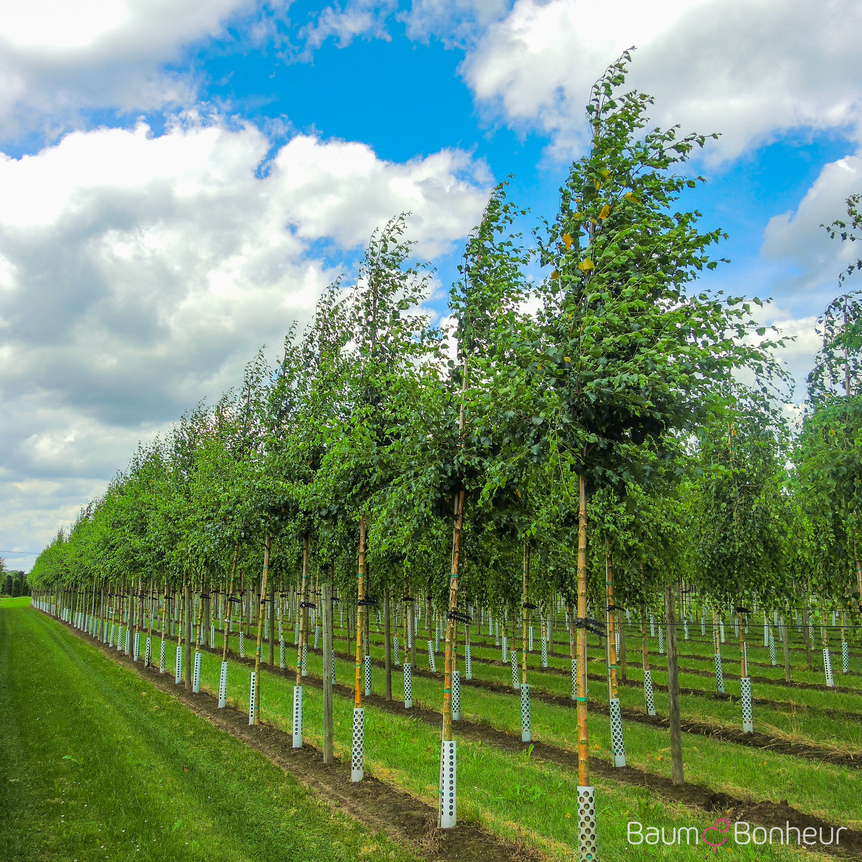 Betula pubescens