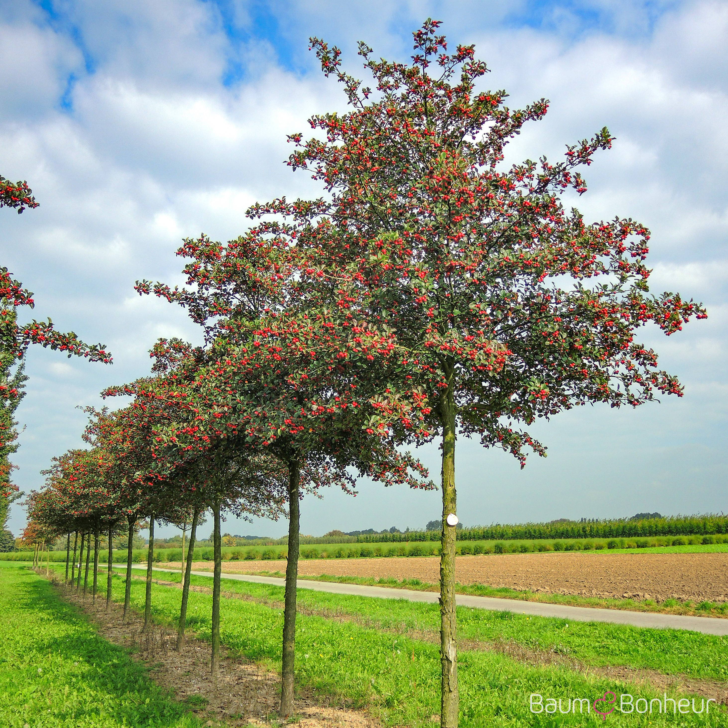 Crataegus crus-galli