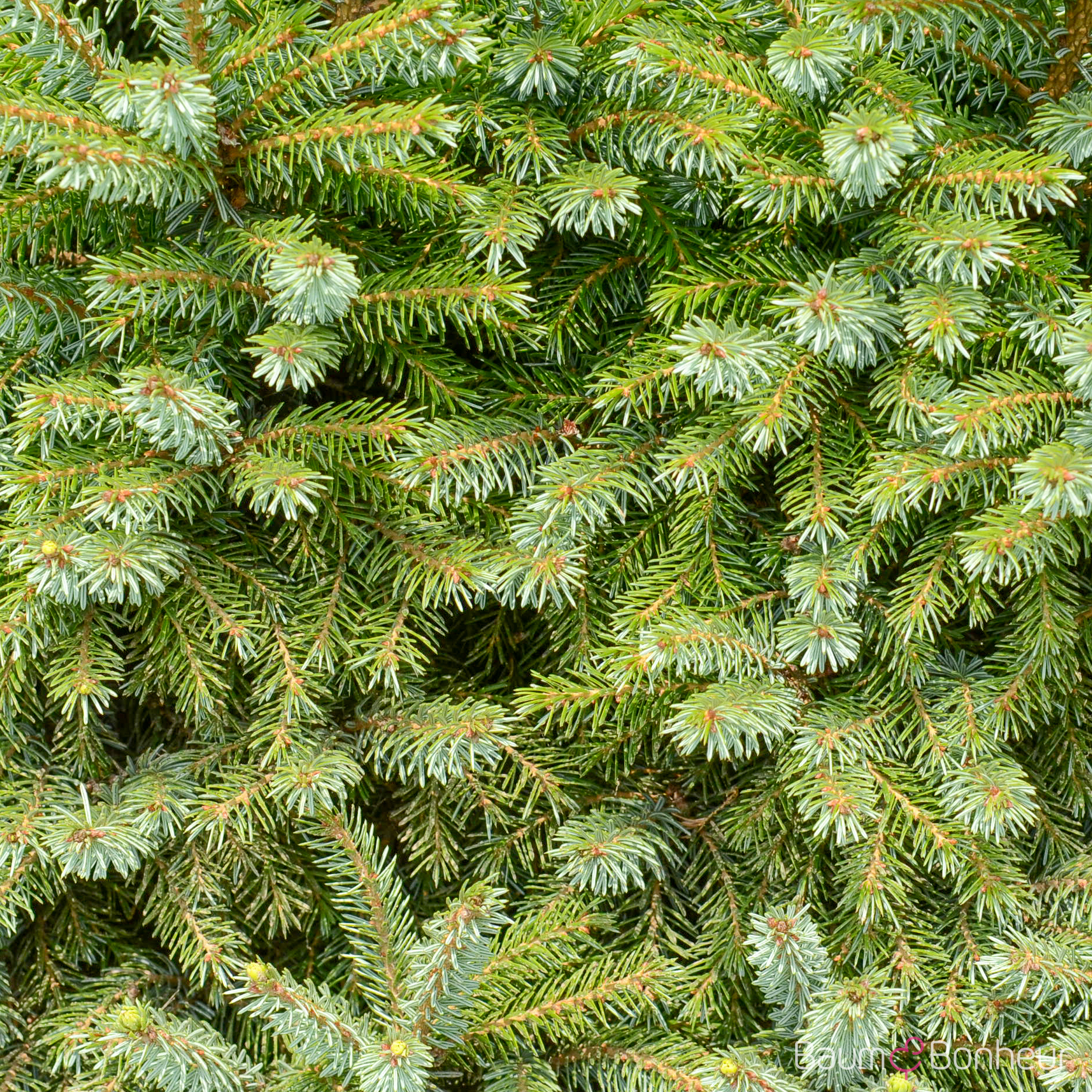 Picea omorika 'Nana'
