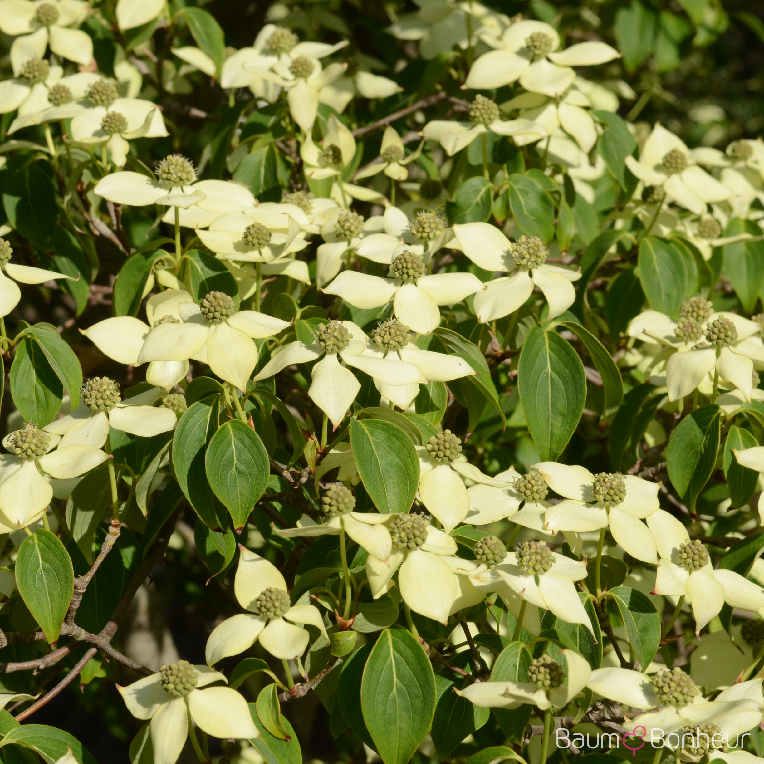 Cornus kousa 'Milky Way'
