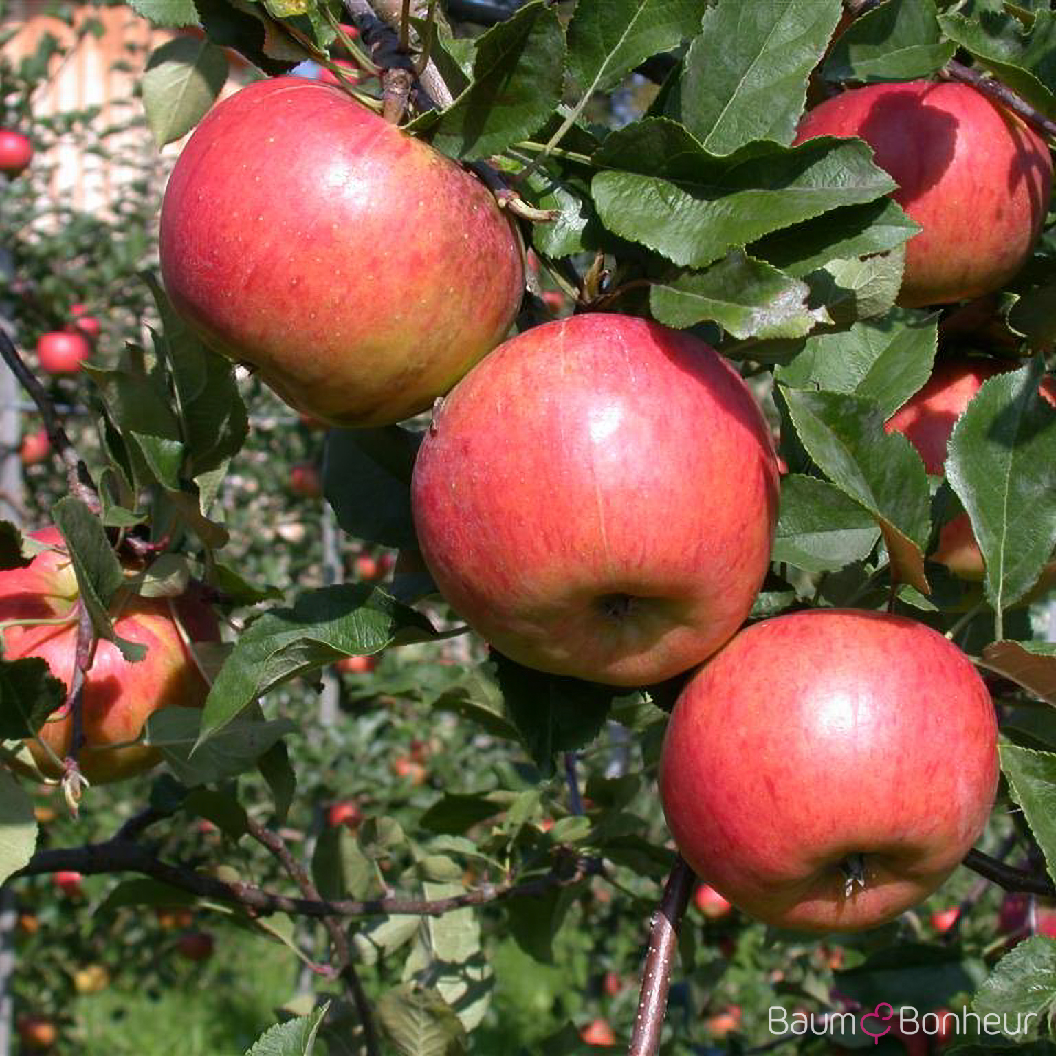 Malus 'Topaz'