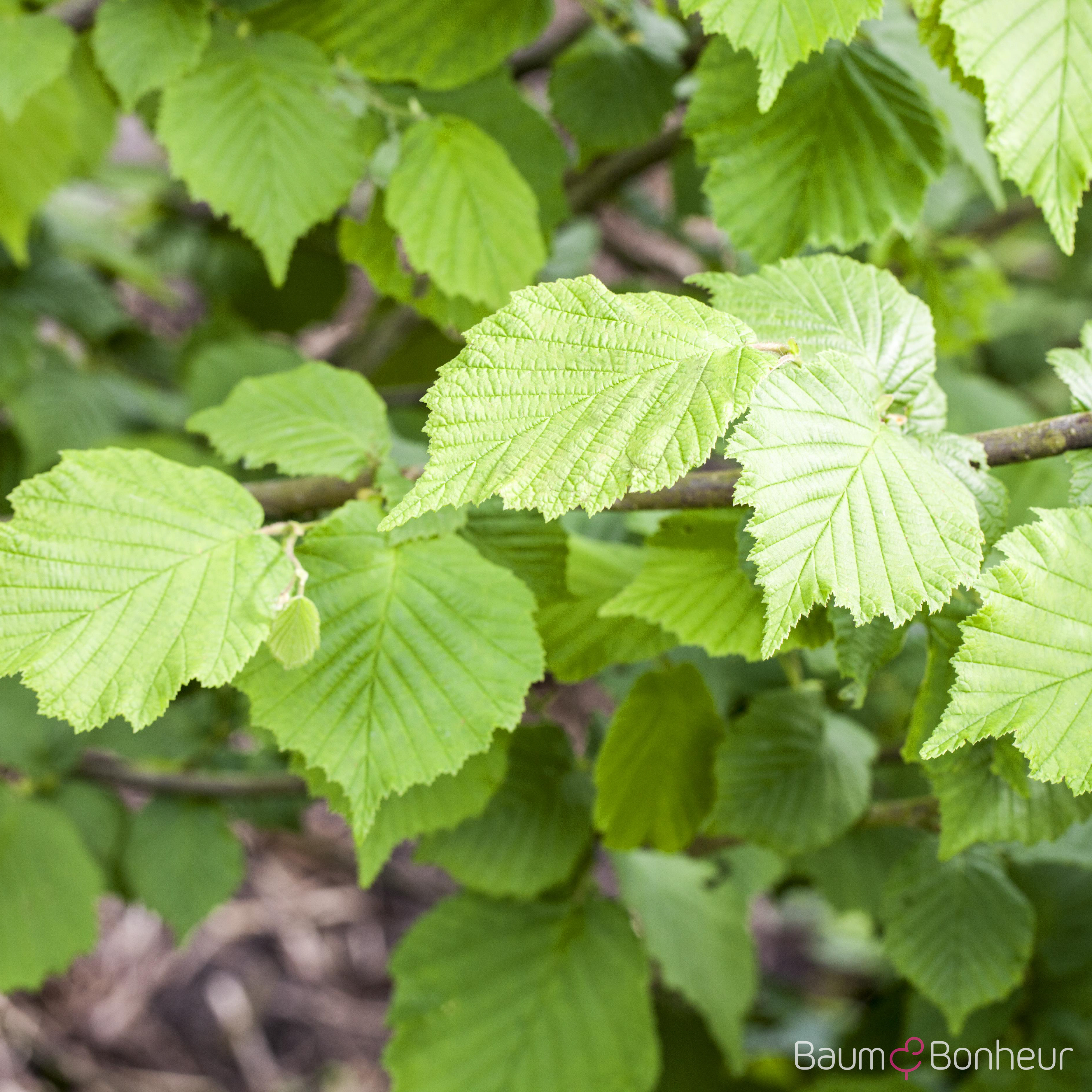 Corylus avellana