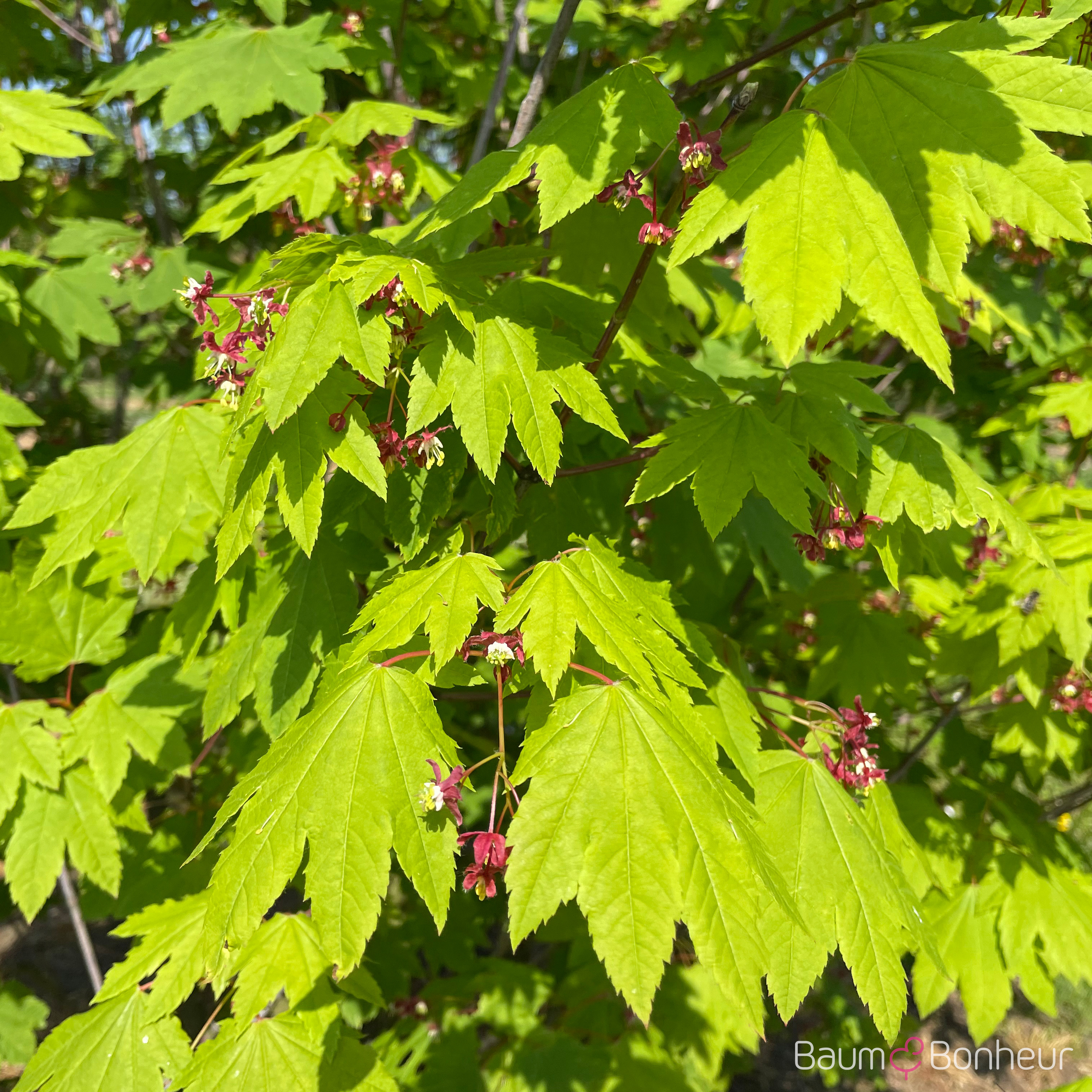 Acer circinatum