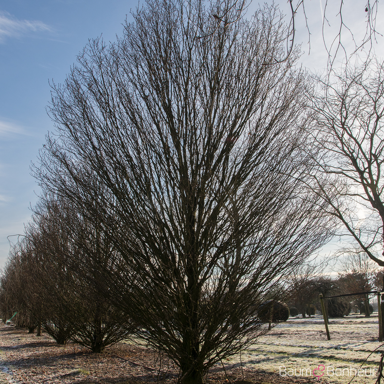Carpinus betulus 'Fastigiata Monument'
