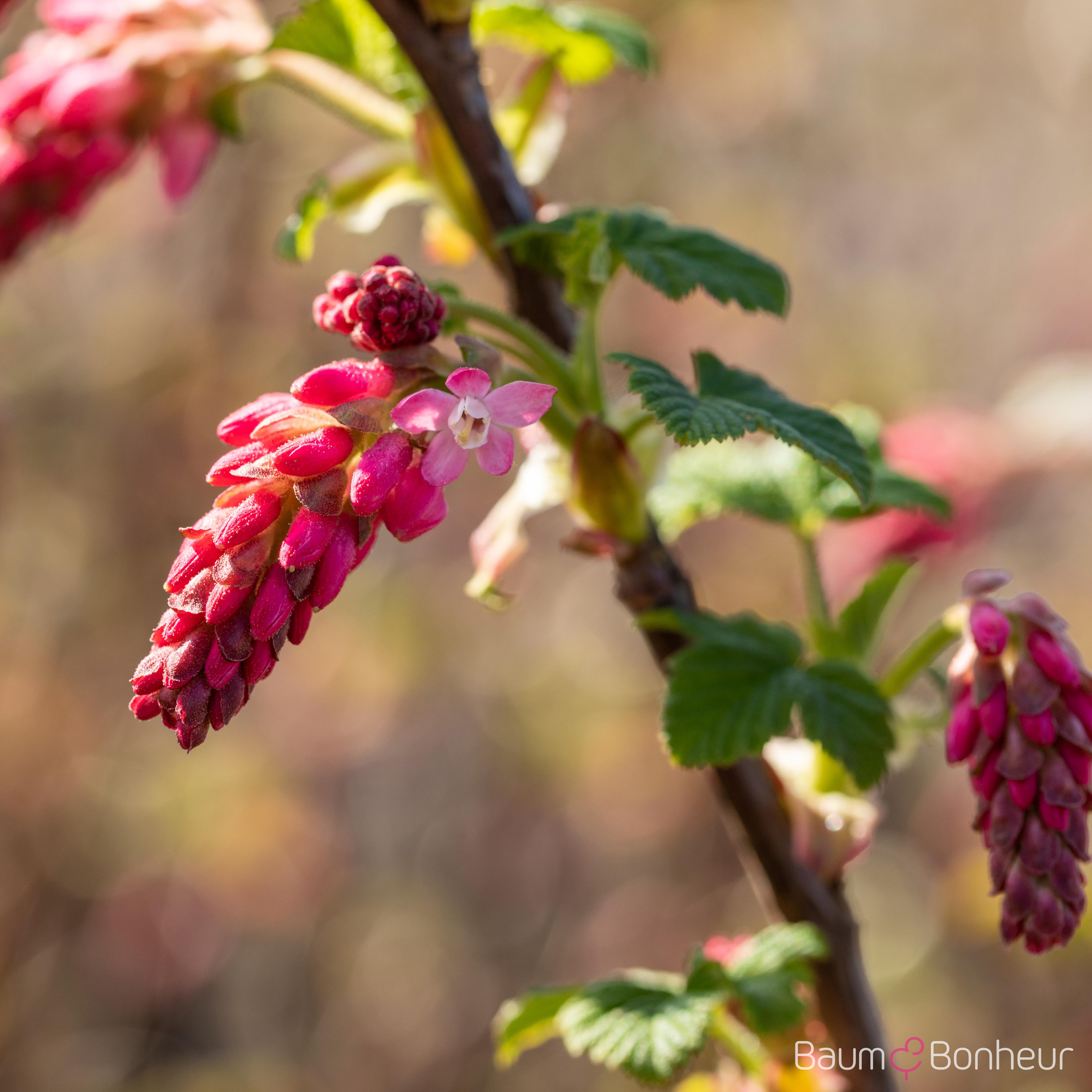 Ribes sanguineum 'King Edward VII'