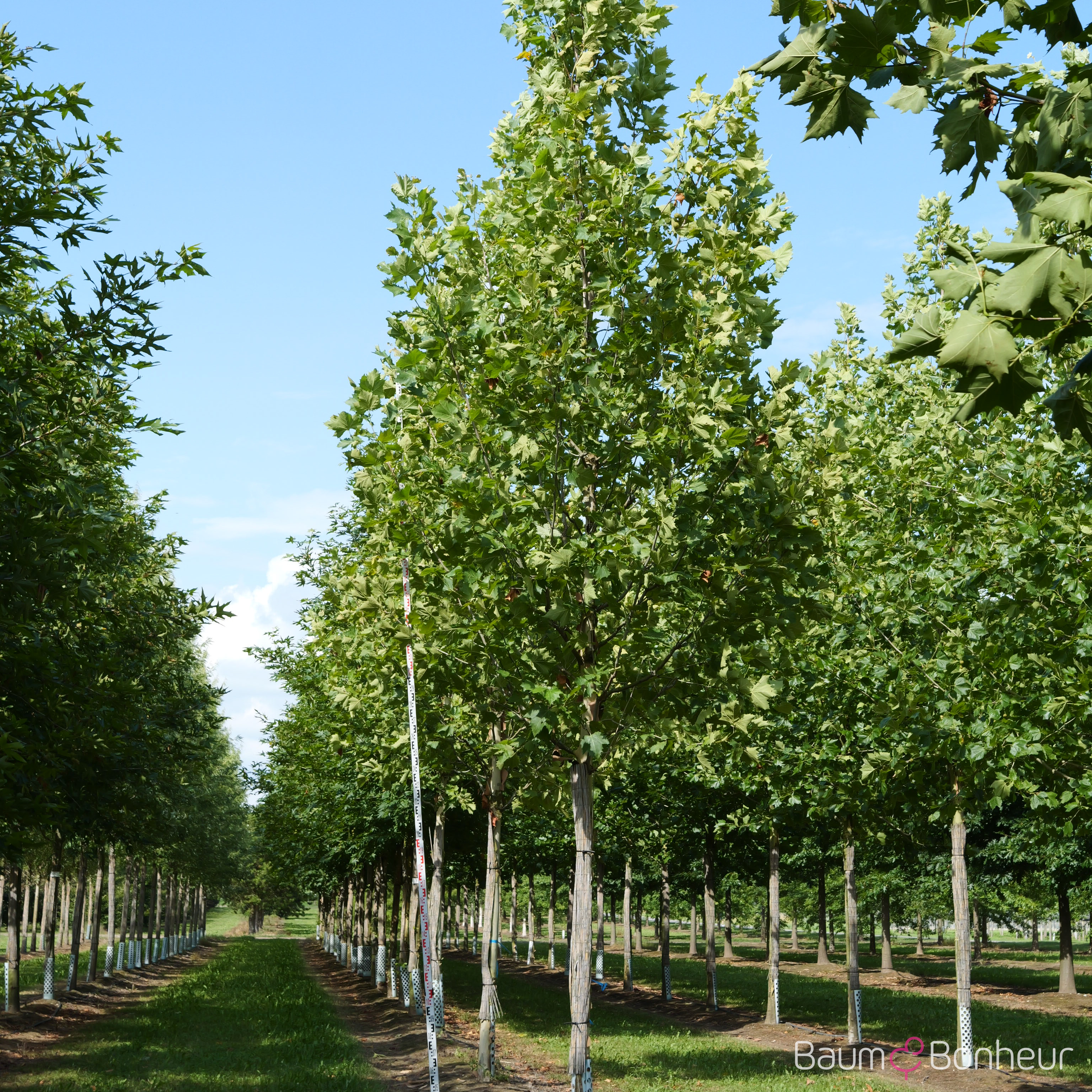 Platanus hispanica 'Tremonia'
