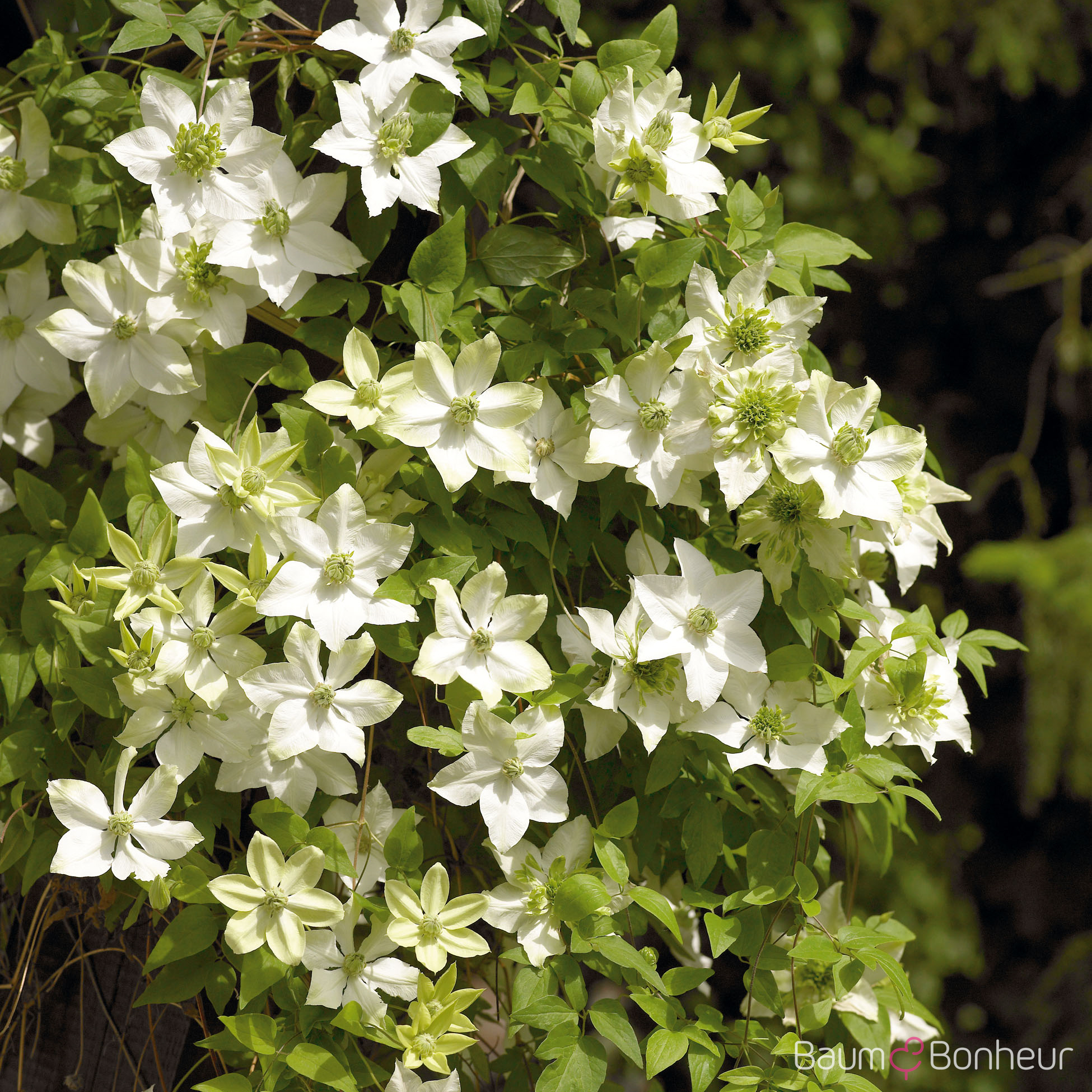 Clematis 'Madame Le Coultre'