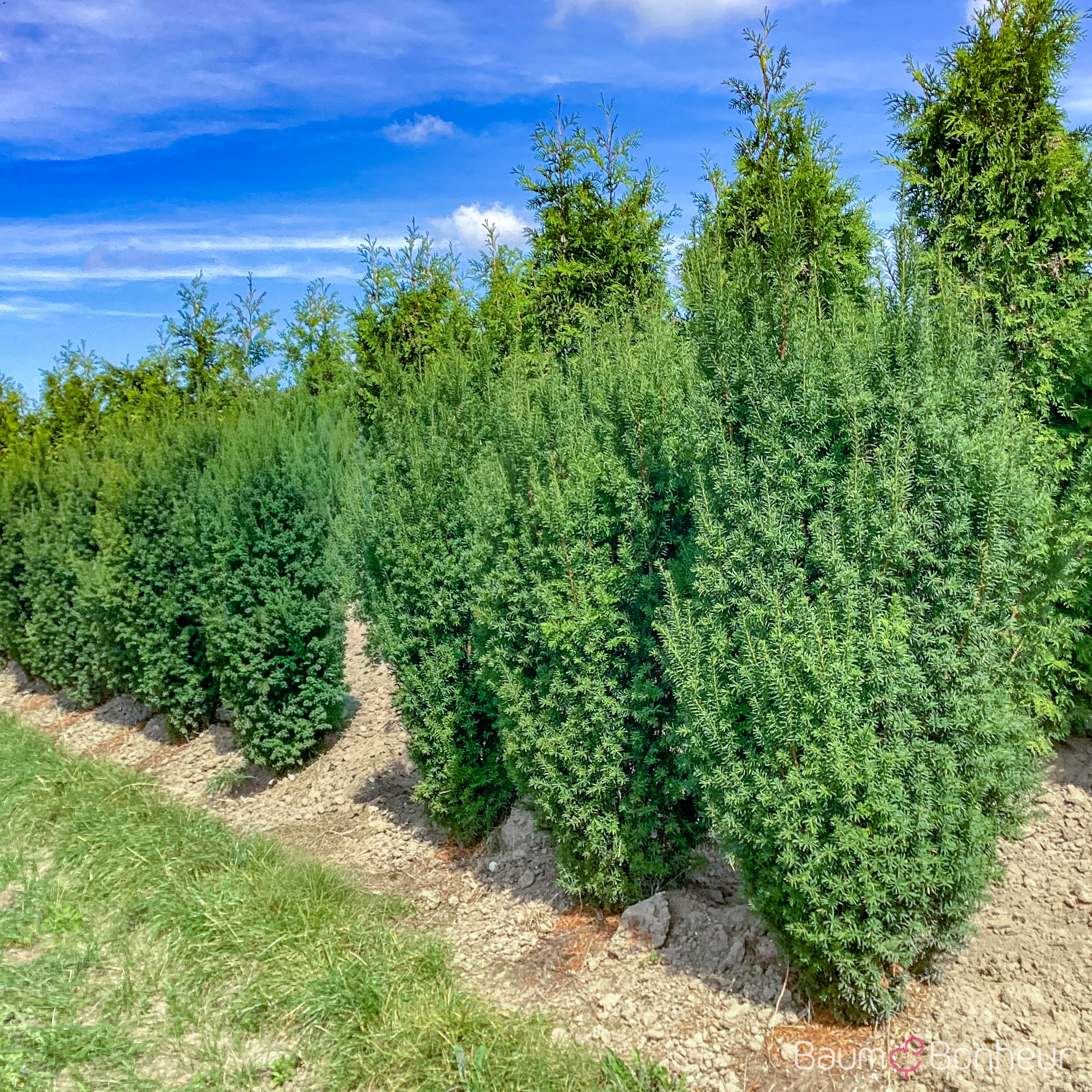 Taxus baccata 'Overeynderi'