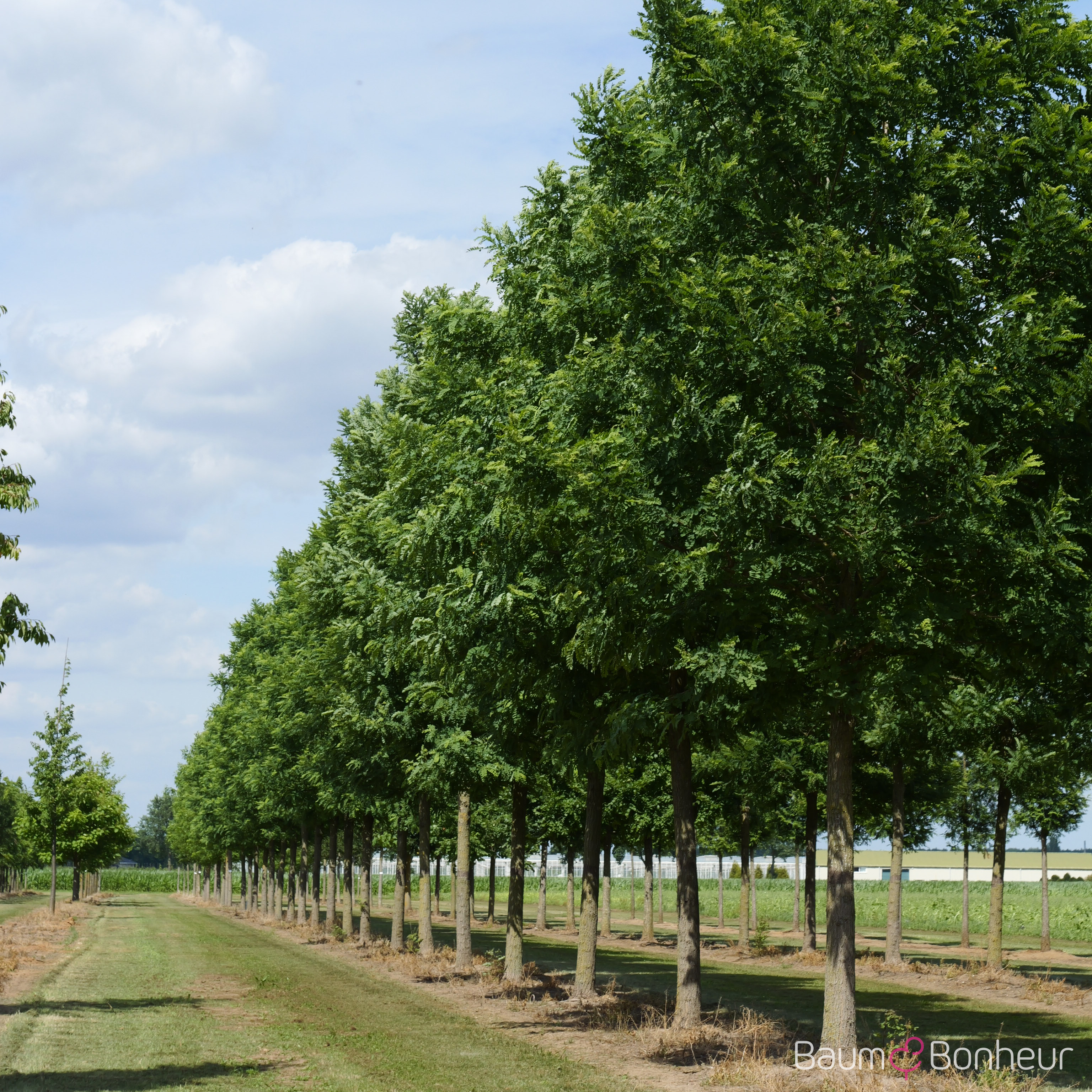Robinia pseudoacacia 'Bessoniana'