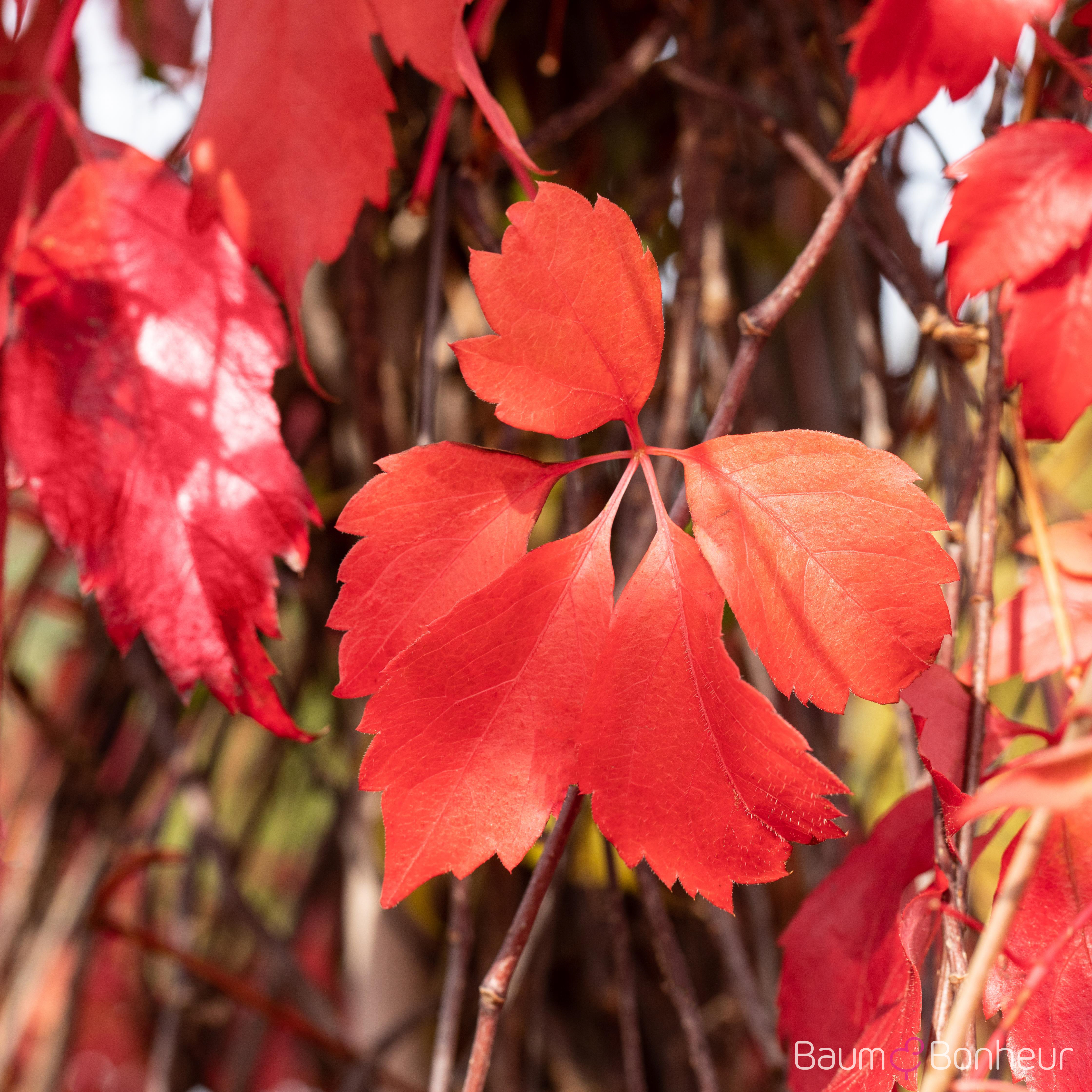 Parthenocissus quinquefolia 'Engelmannii'