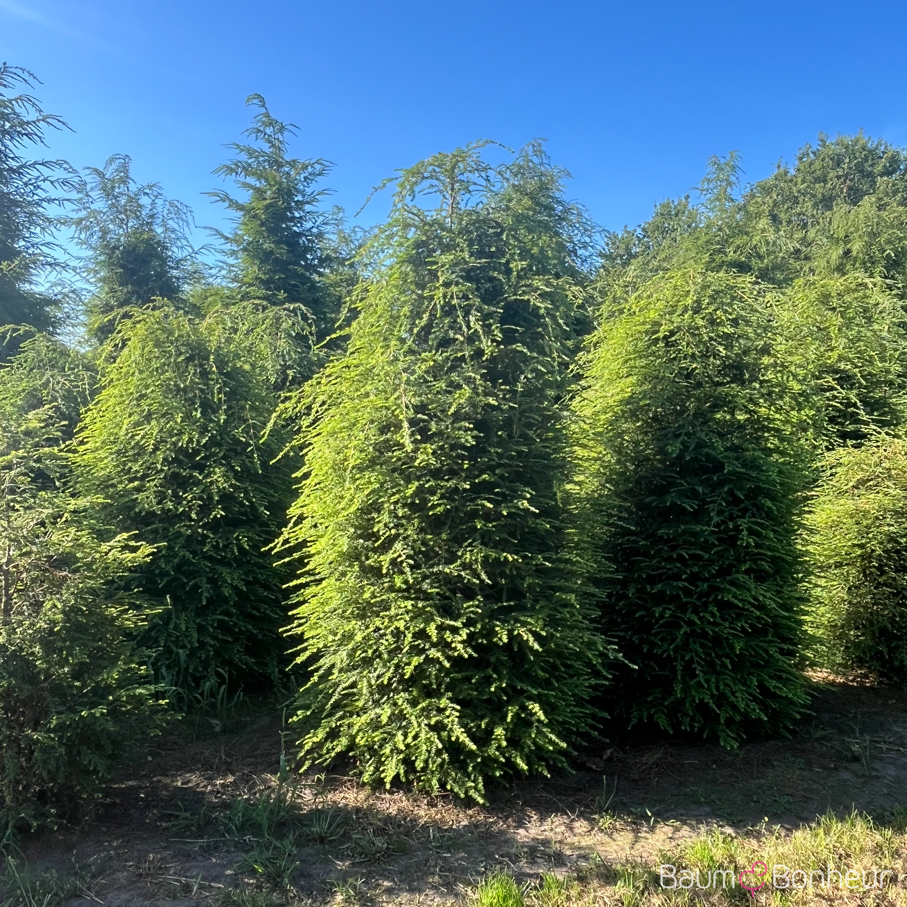 Tsuga canadensis