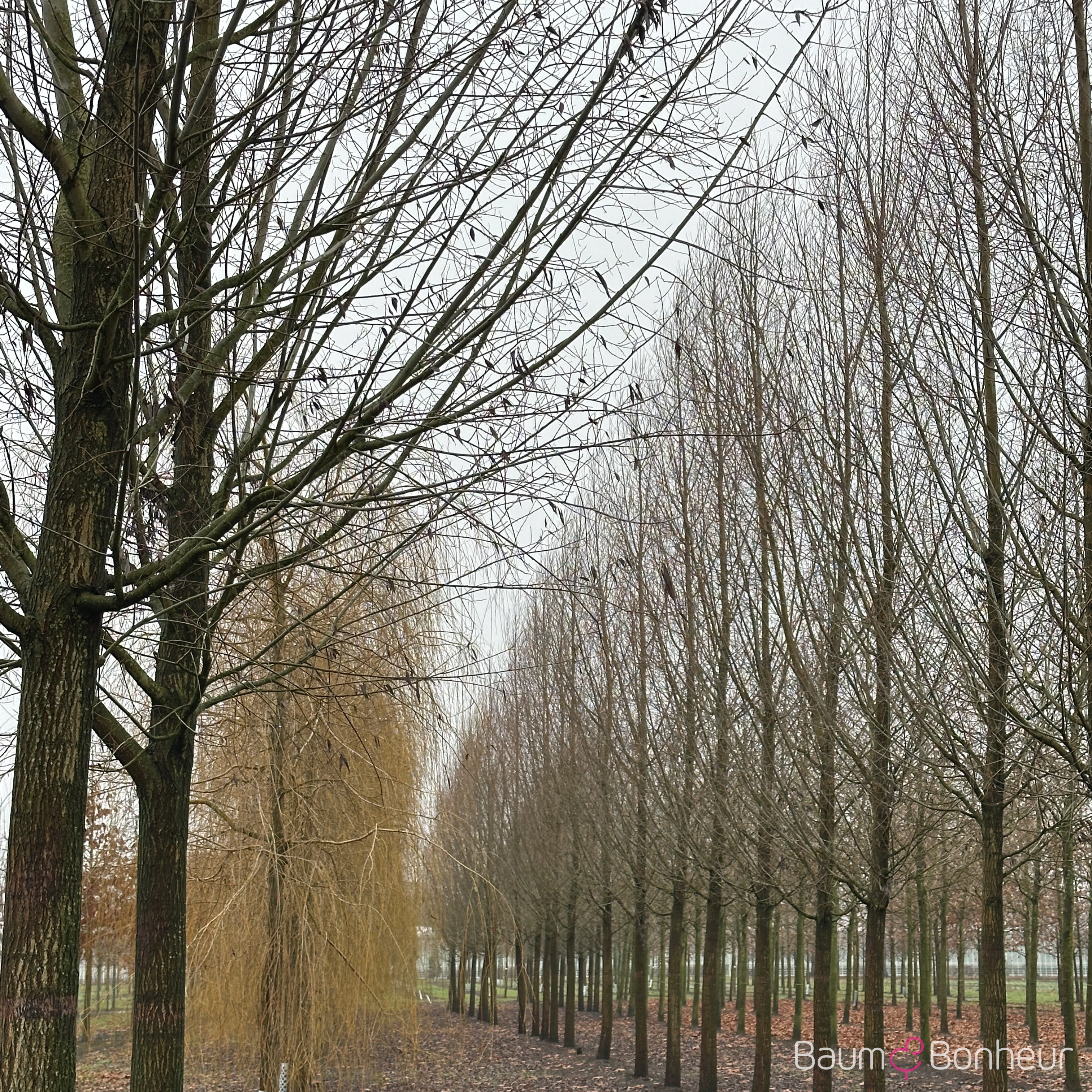 Salix alba 'Liempde'