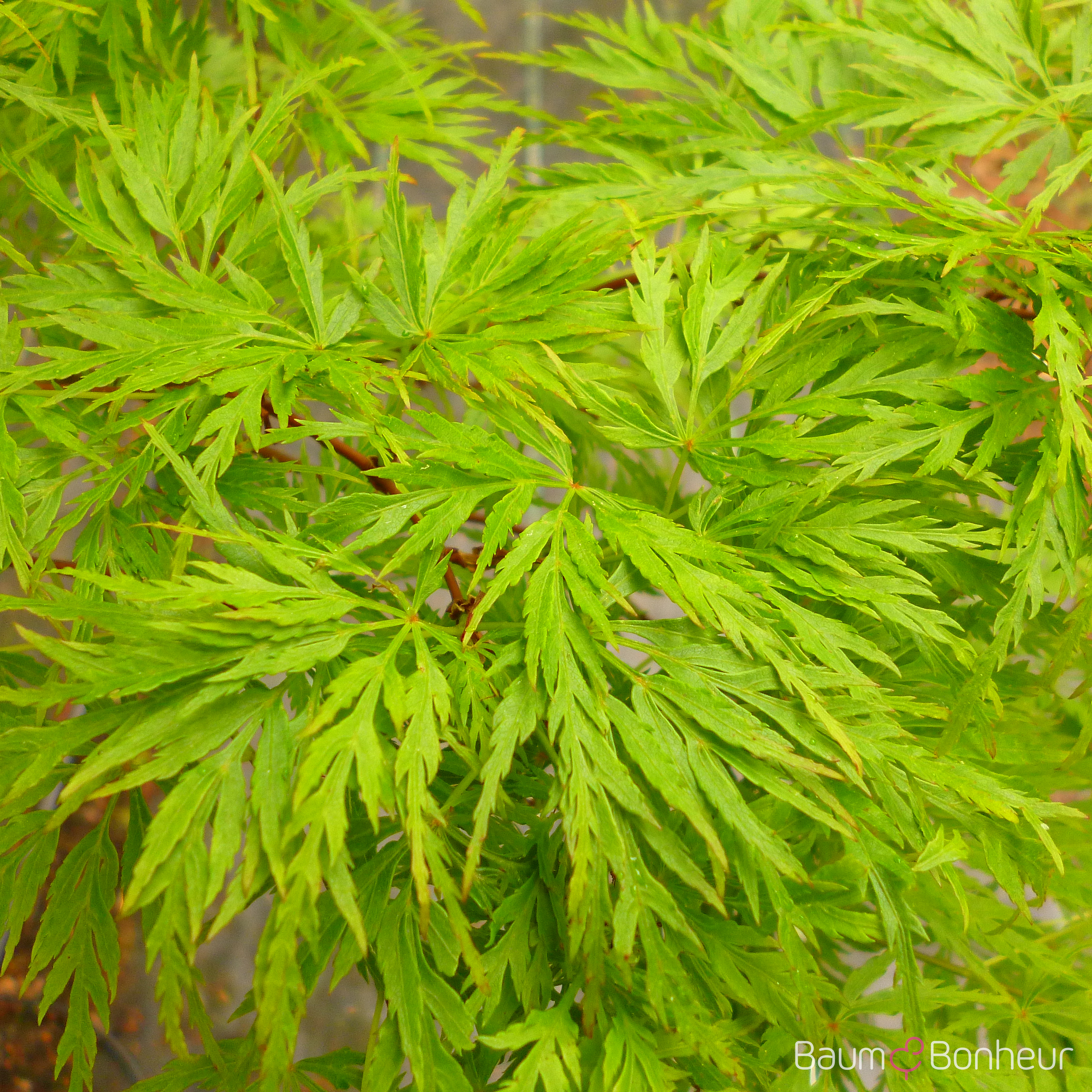 Acer palmatum 'Seiryu'