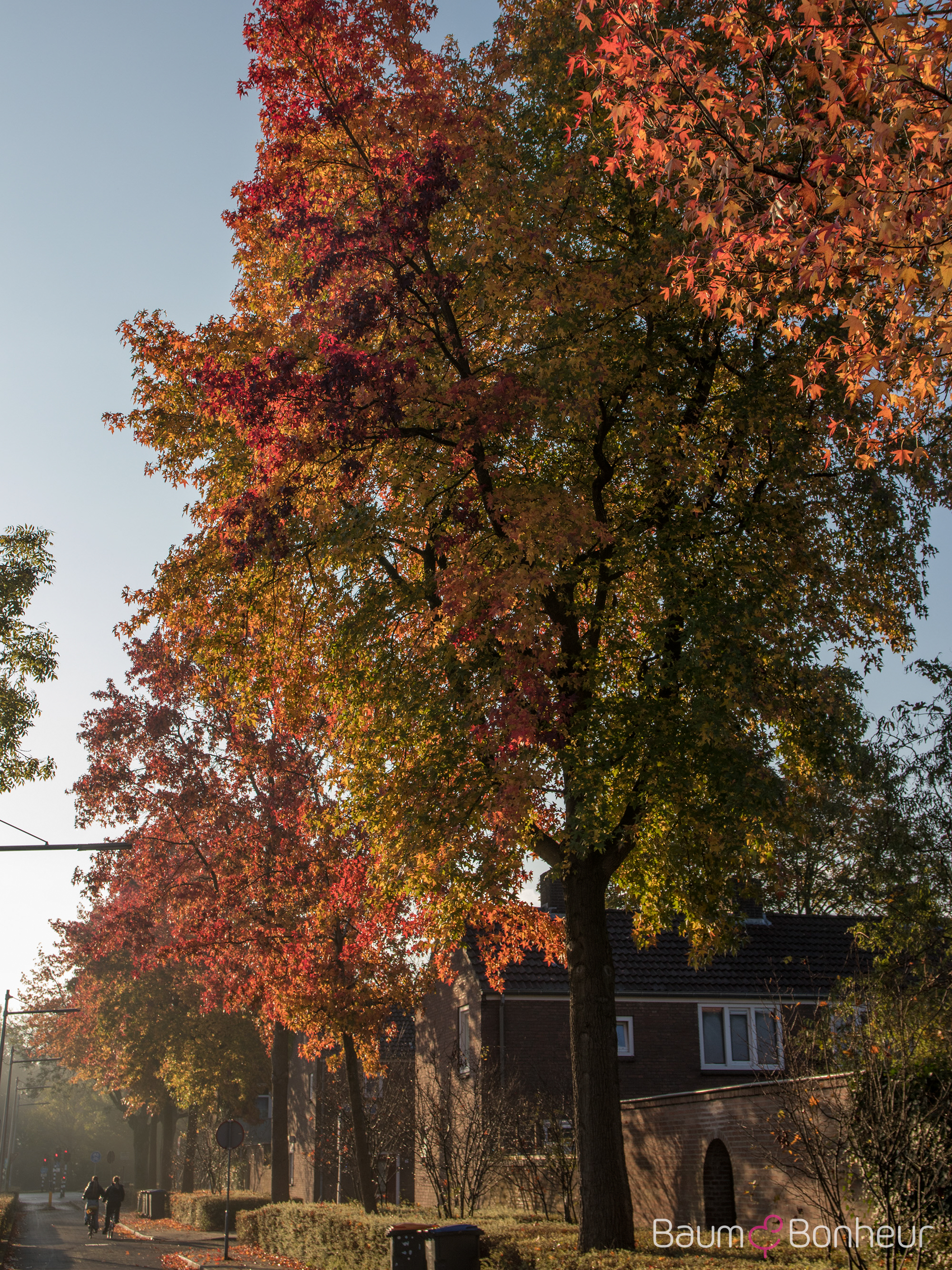 Liquidambar styraciflua