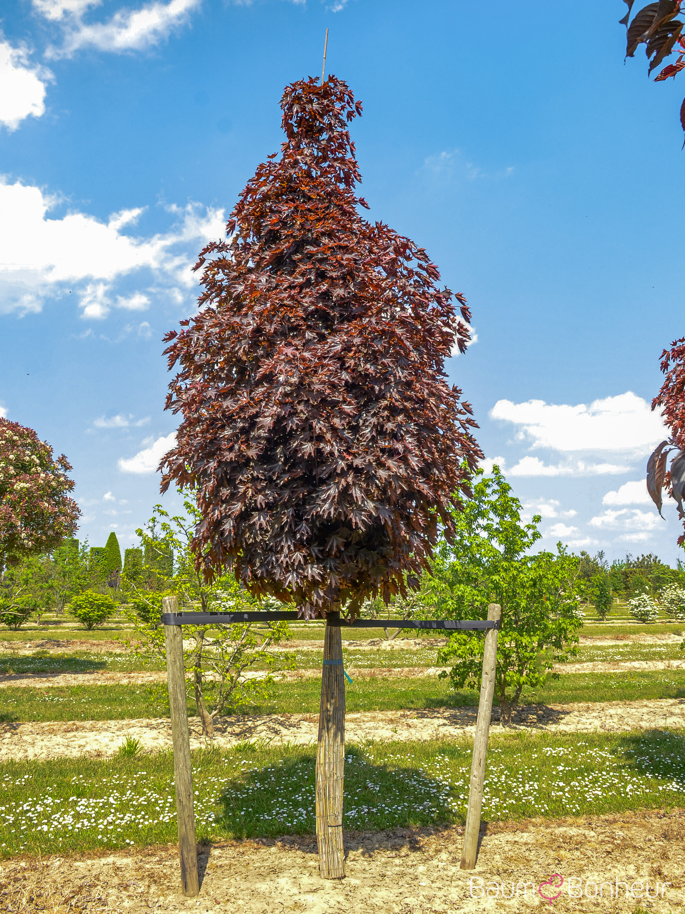 Acer platanoides 'Crimson Sentry'