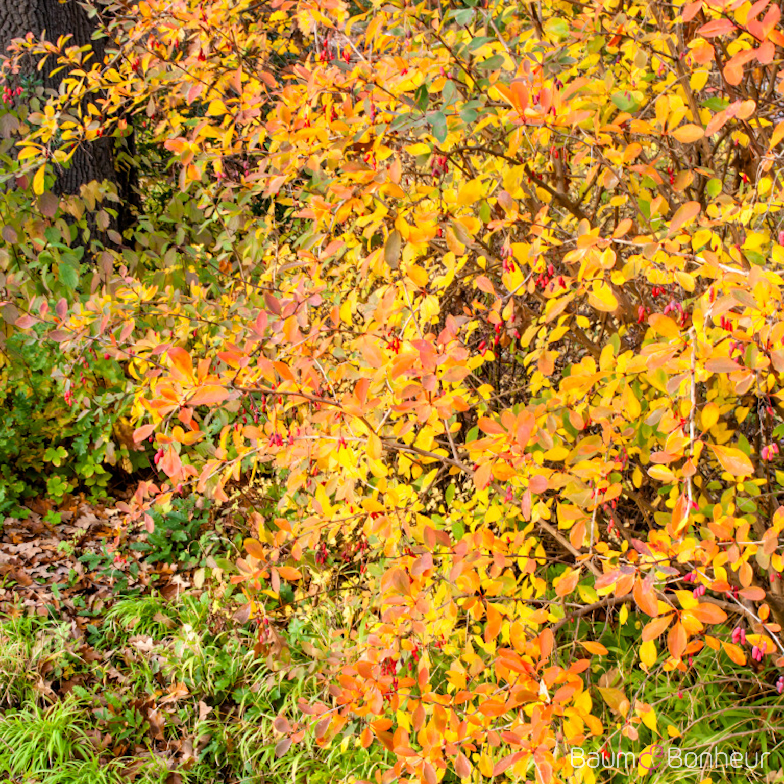 Berberis vulgaris