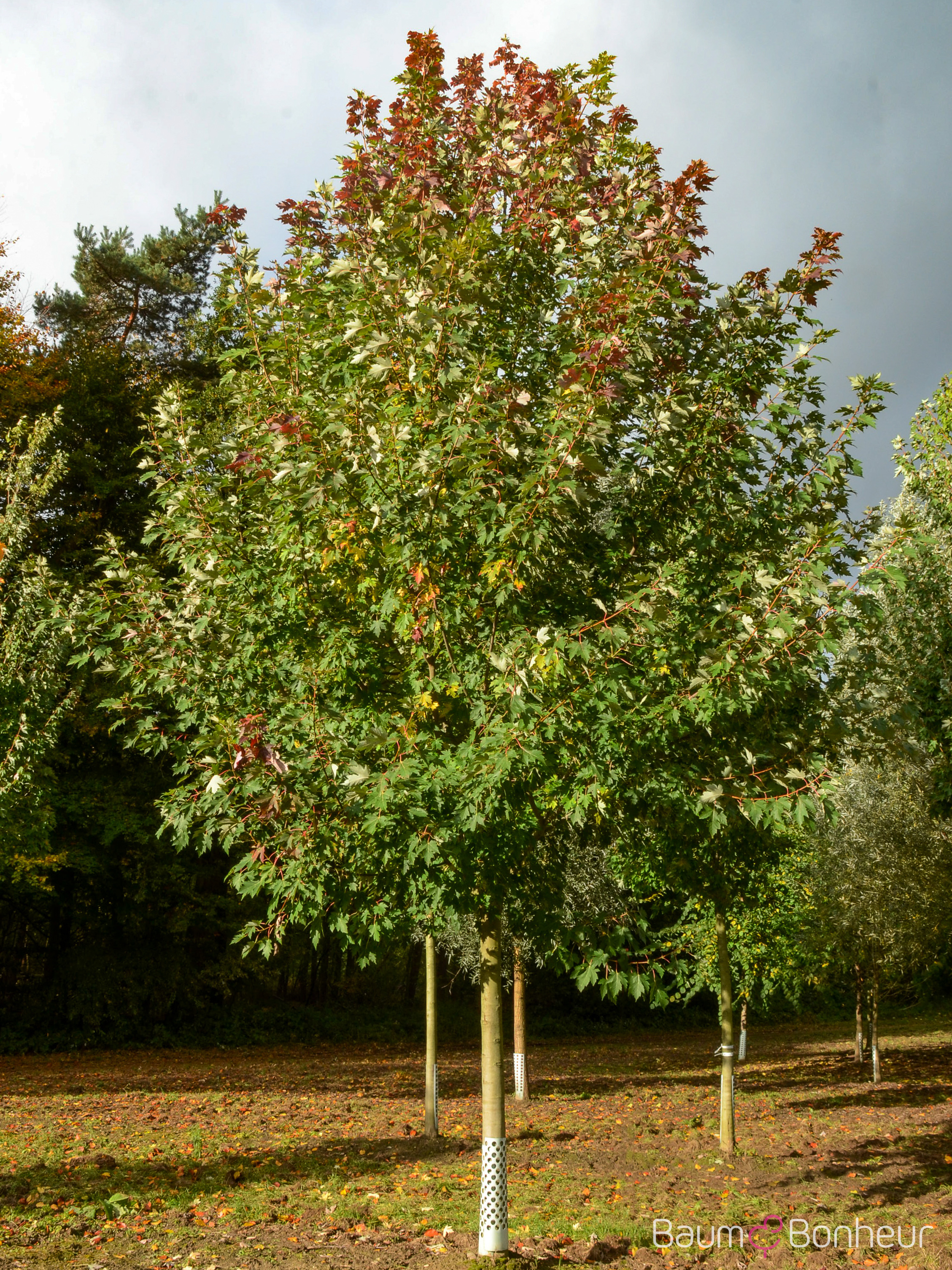 Acer x freemanii 'Celzam'
