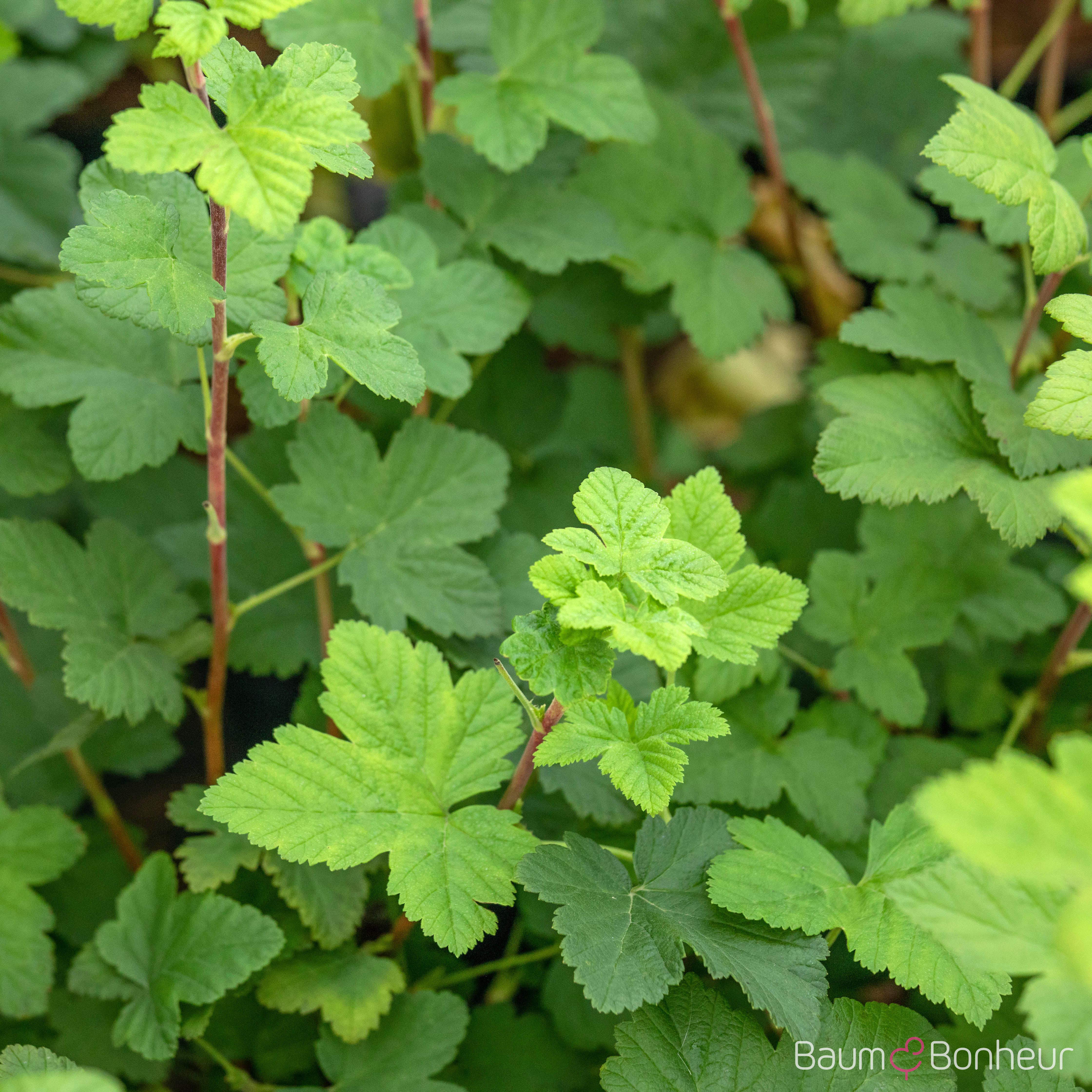 Ribes sanguineum 'King Edward VII'