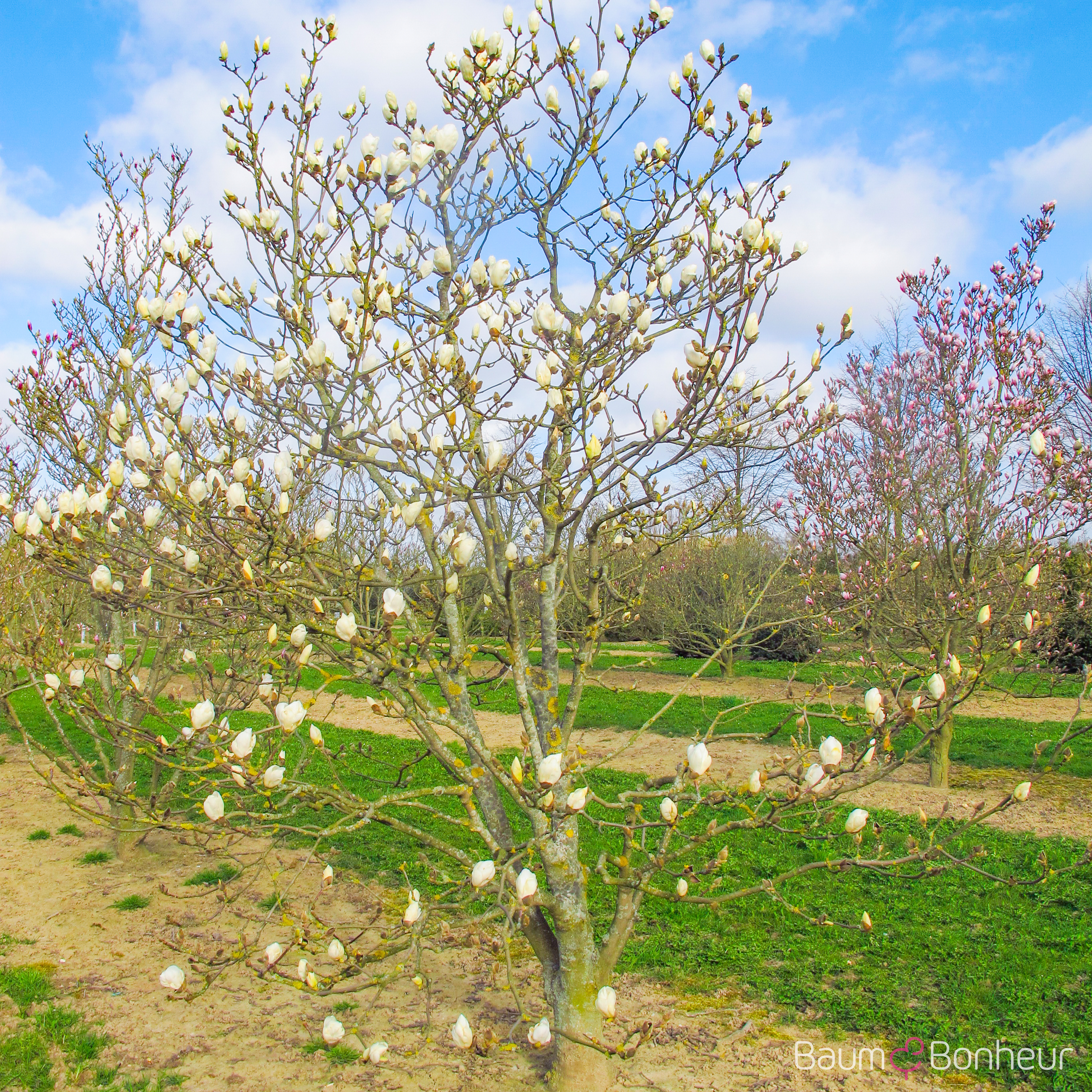 Magnolia soulangeana 'Lennei Alba'