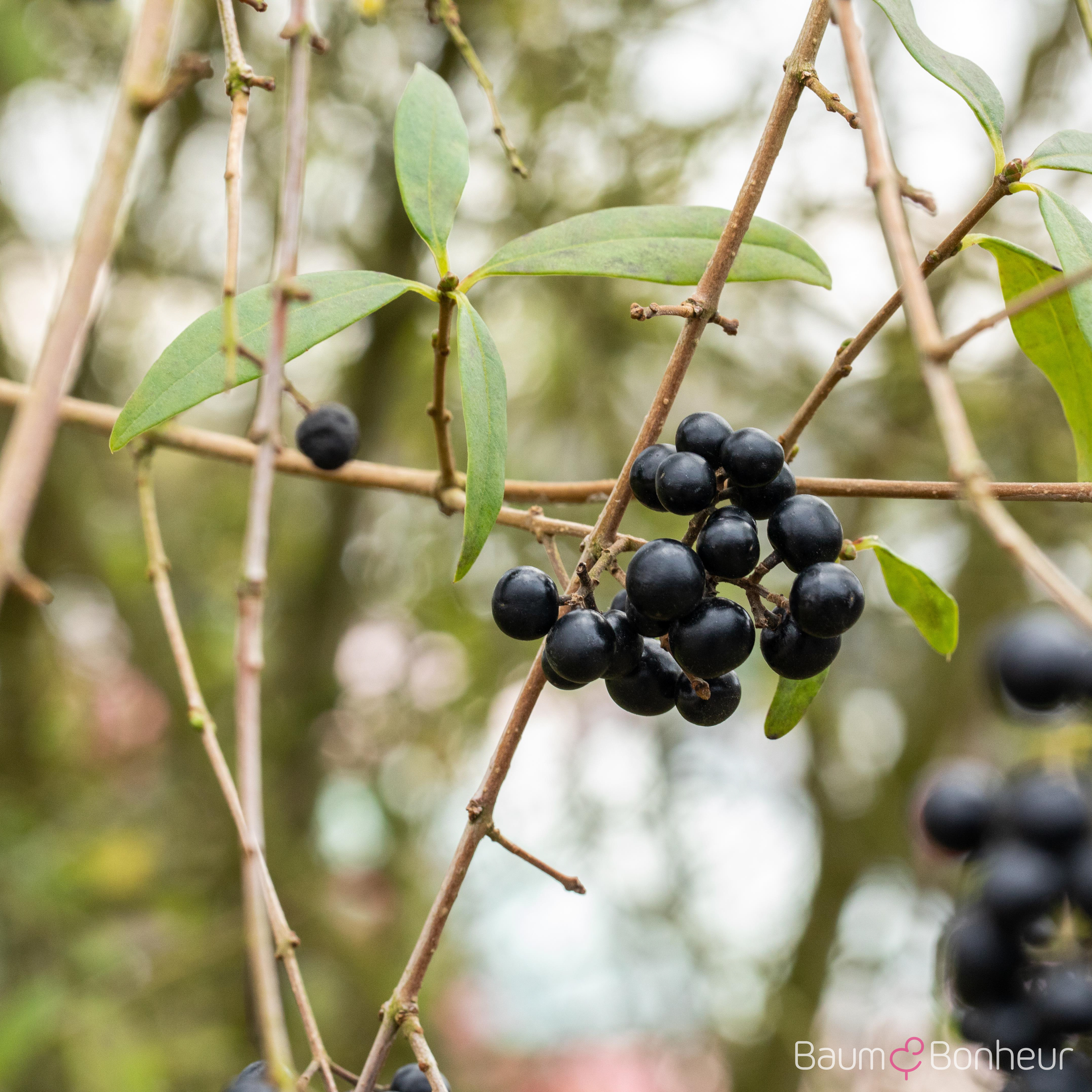 Ligustrum vulgare