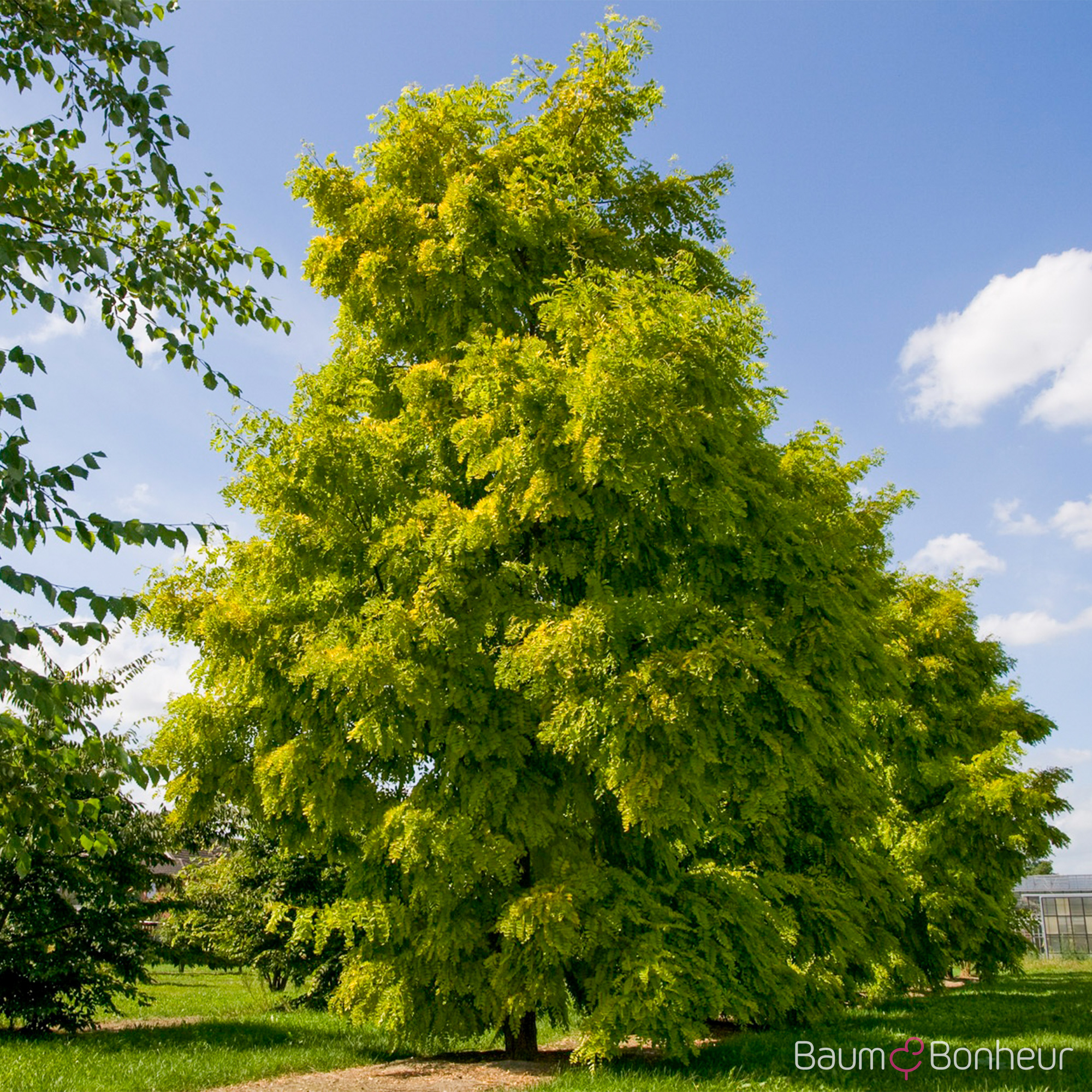 Robinia pseudoacacia 'Frisia'