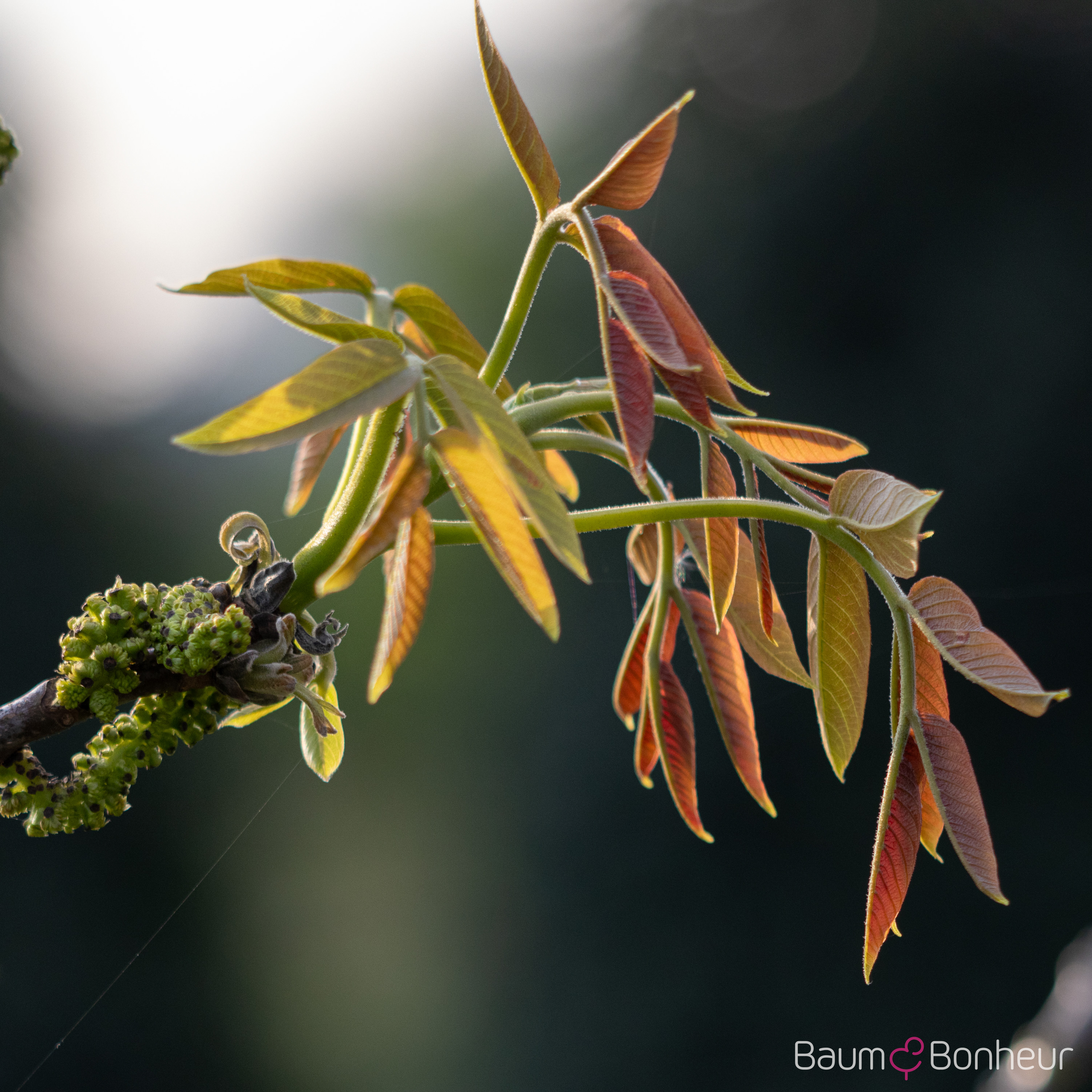Juglans regia